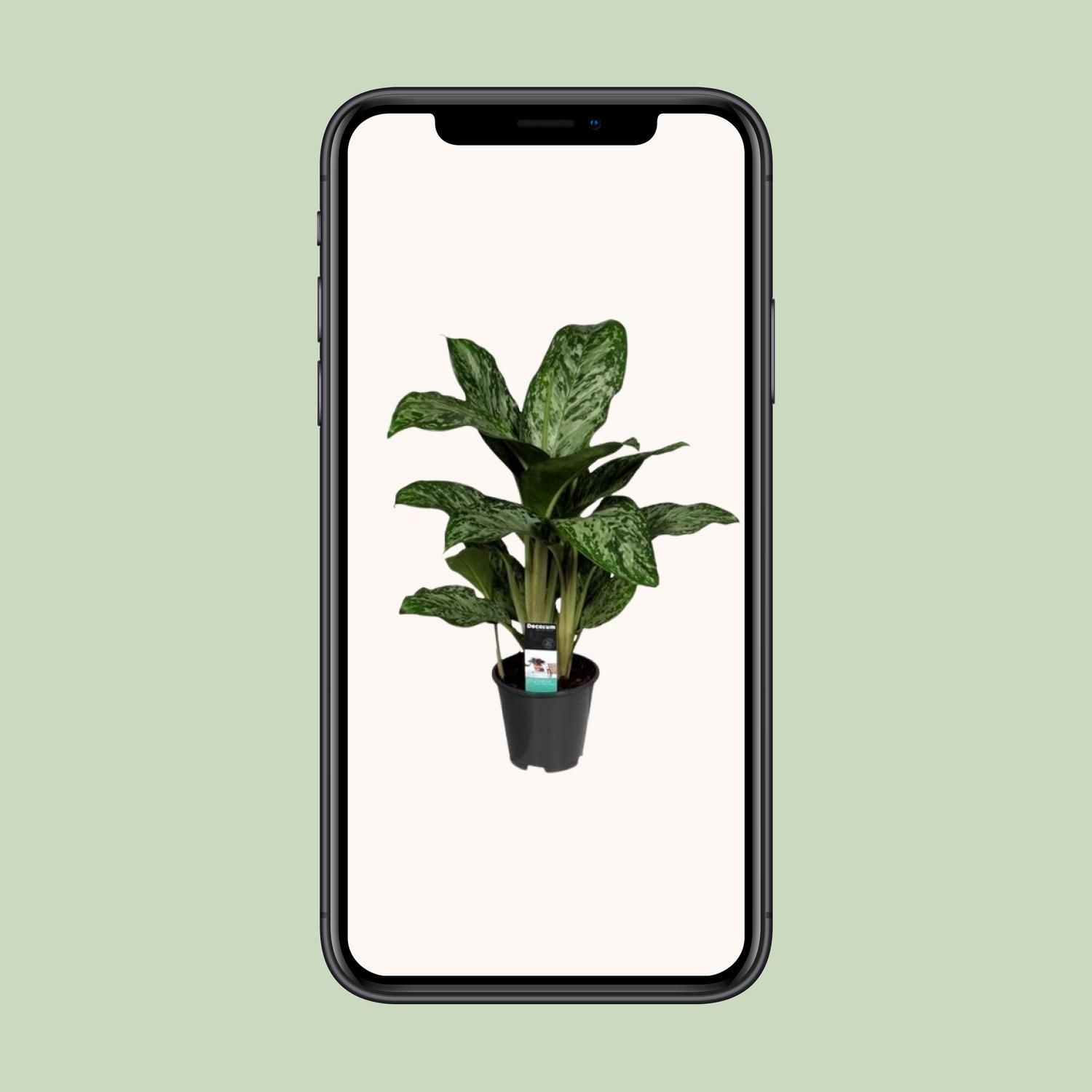 Aglaonema Greenlight (Decorum) (27961)