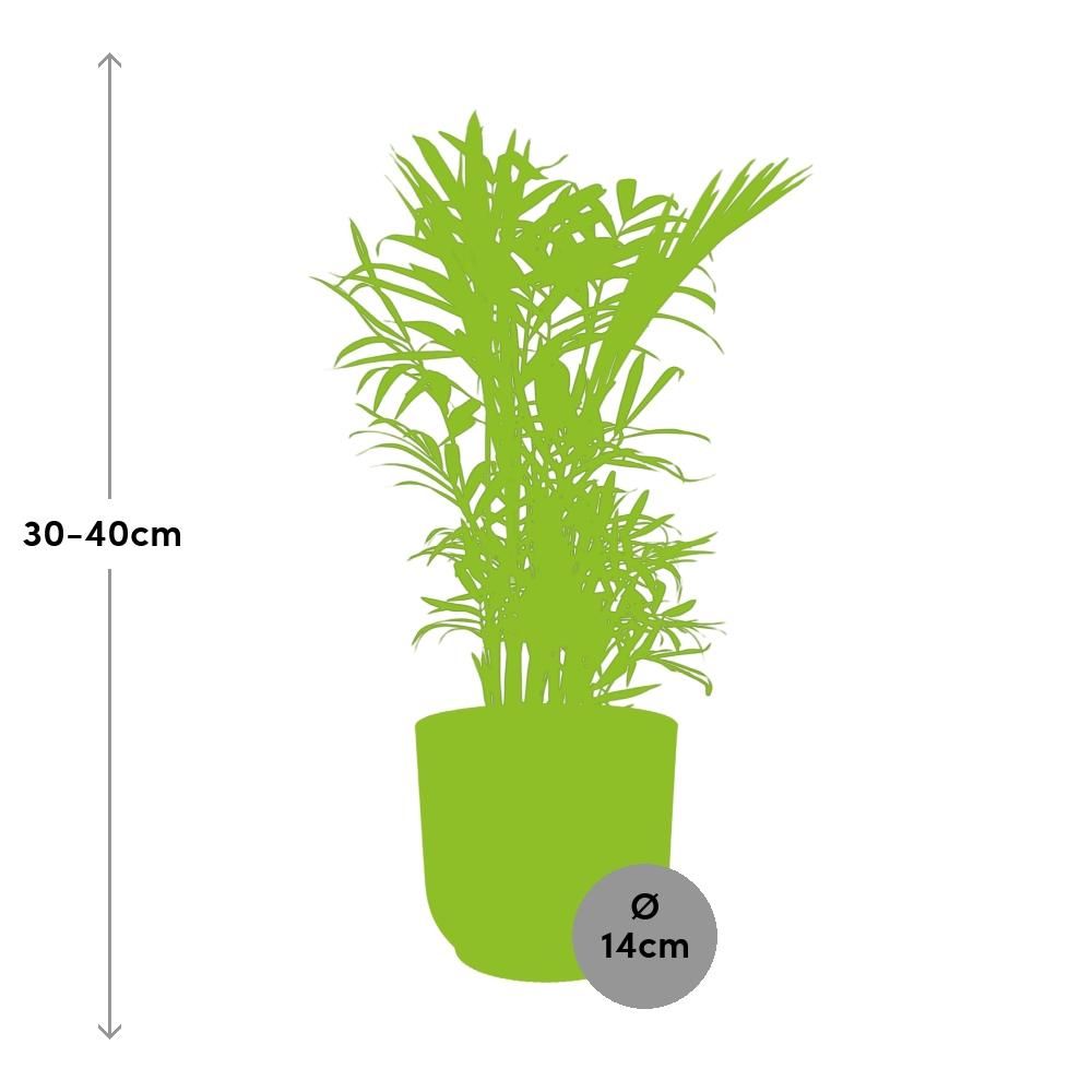 Chamaedorea Elegans in ELHO Vibes Fold 14cm geel (21675)