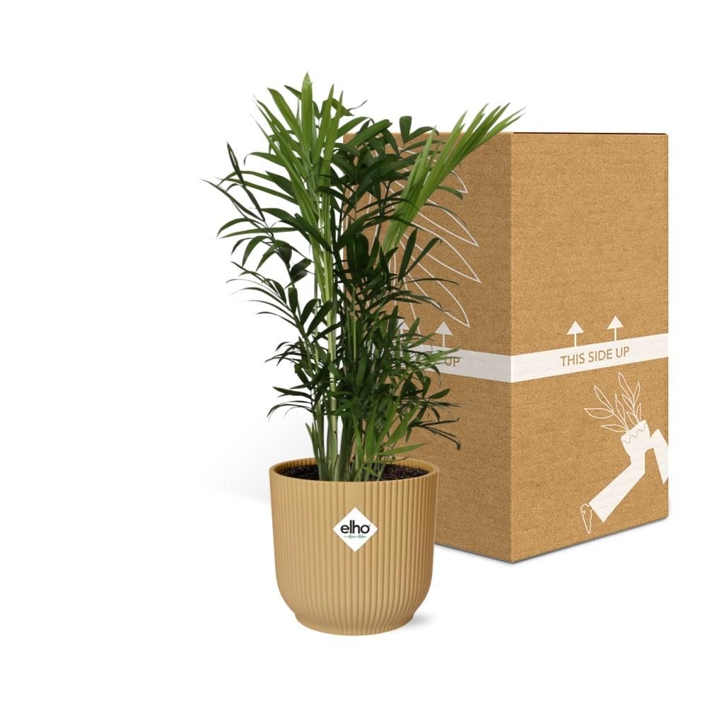 Chamaedorea Elegans in ELHO Vibes Fold 14cm geel (21675)