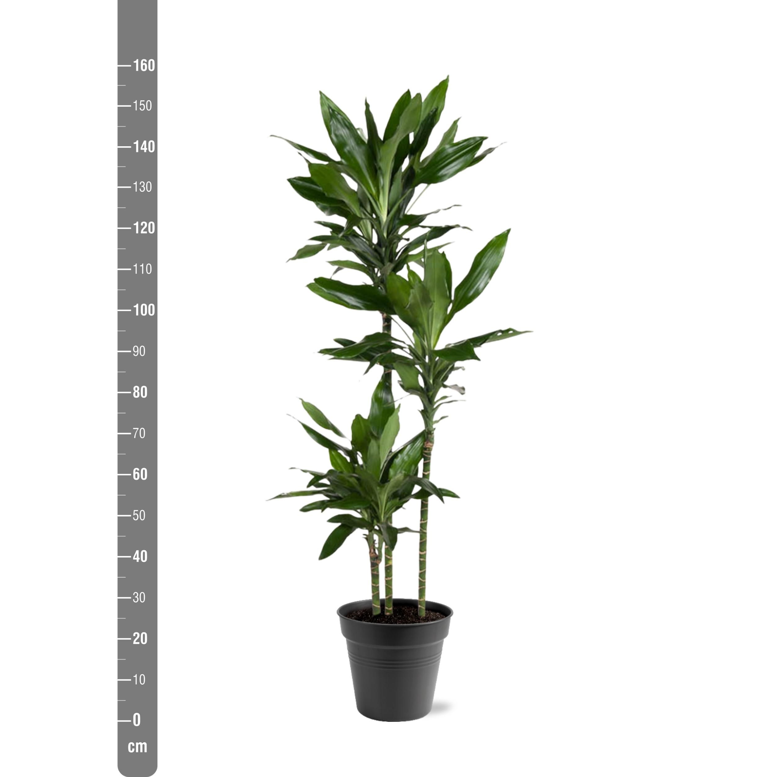 Dracaena Janet Lind - 150-160 cm - ø24 (8721055692492)