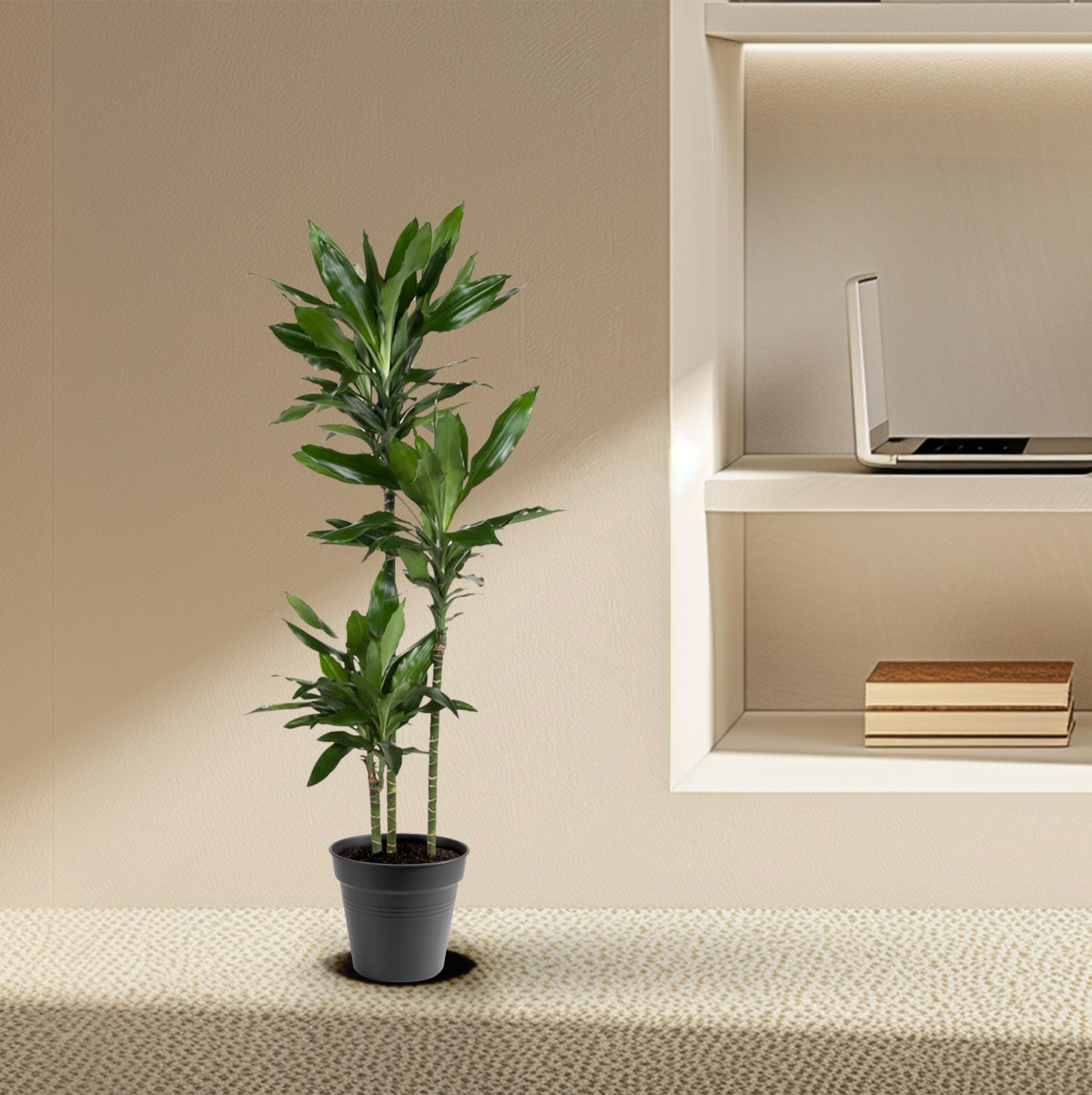 Dracaena Janet Lind - 150-160 cm - ø24 (8721055692492)
