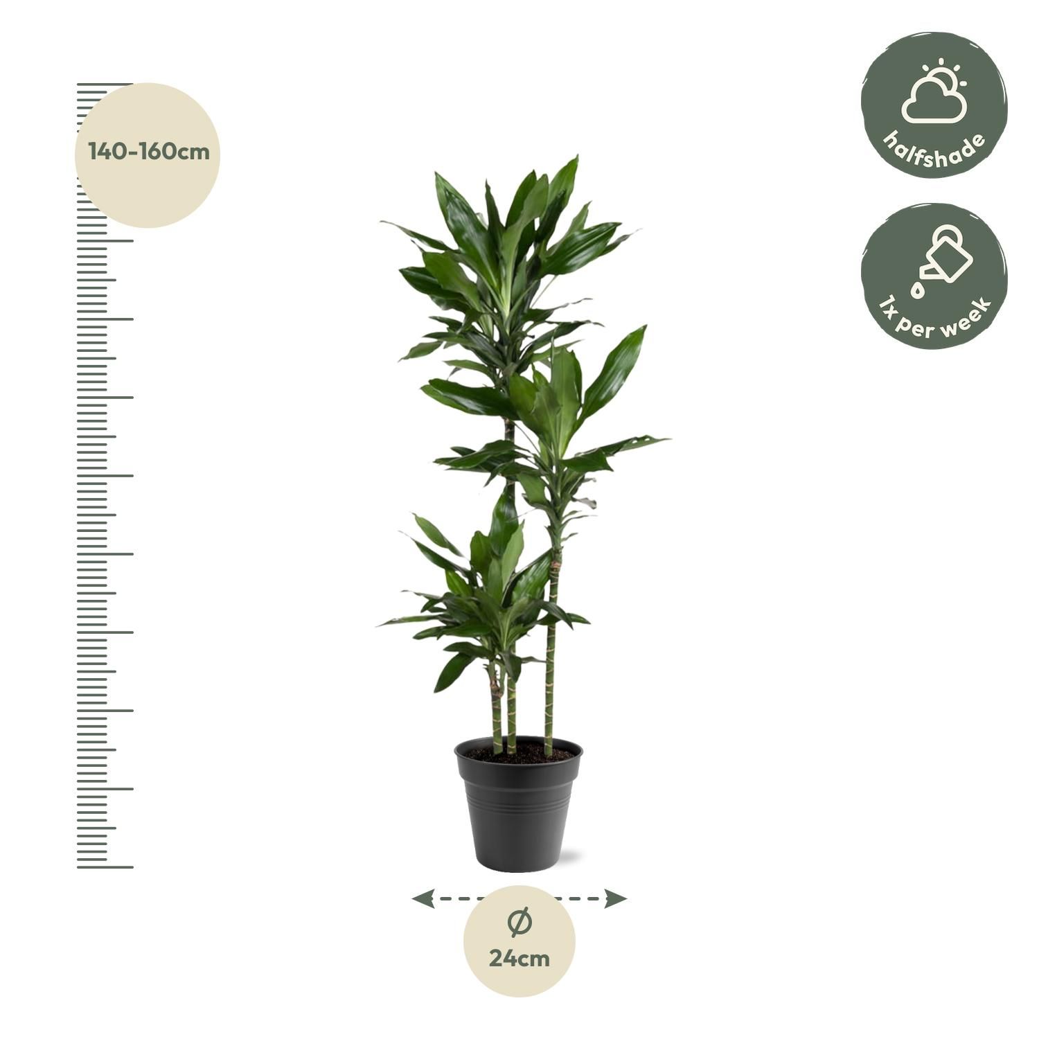 Dracaena Janet Lind - 150-160 cm - ø24 (8721055692492)