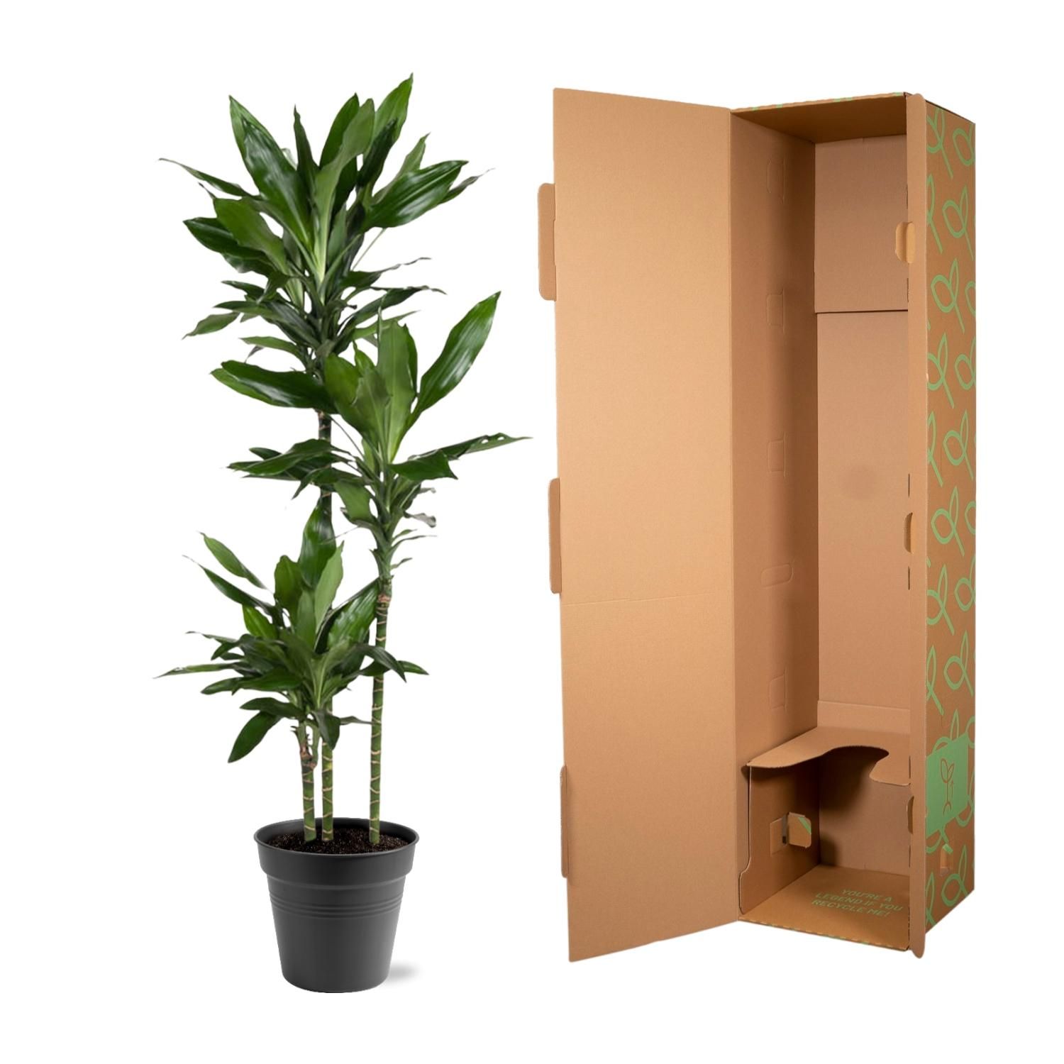 Dracaena Janet Lind - 150-160 cm - ø24 (8721055692492)