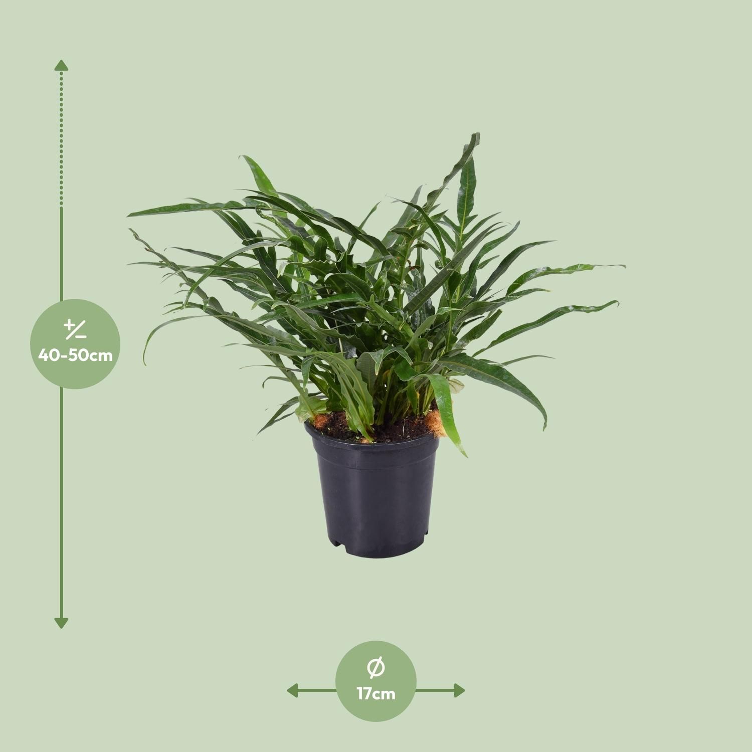 Aglaomorpha Coronans (9739)