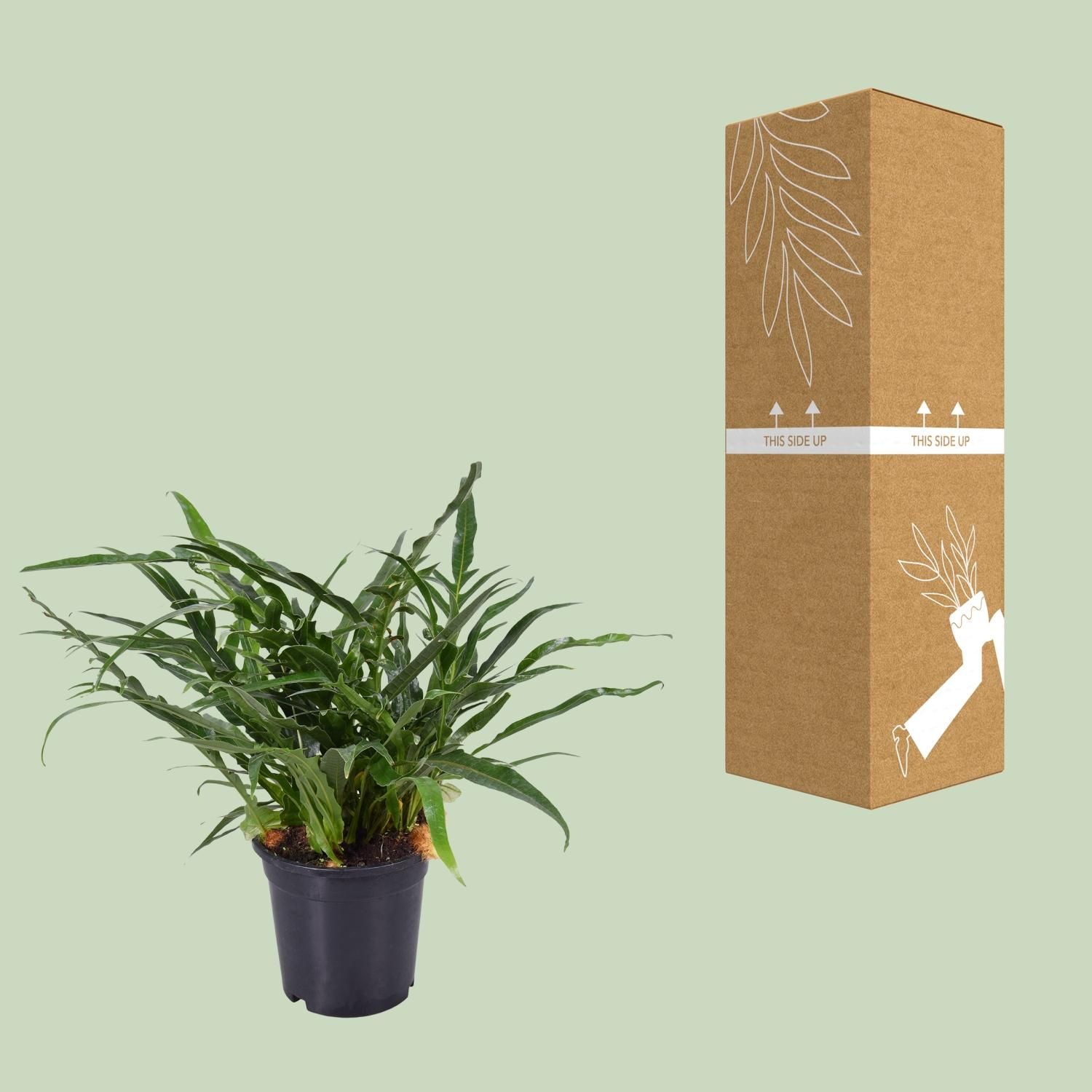 Aglaomorpha Coronans (9739)