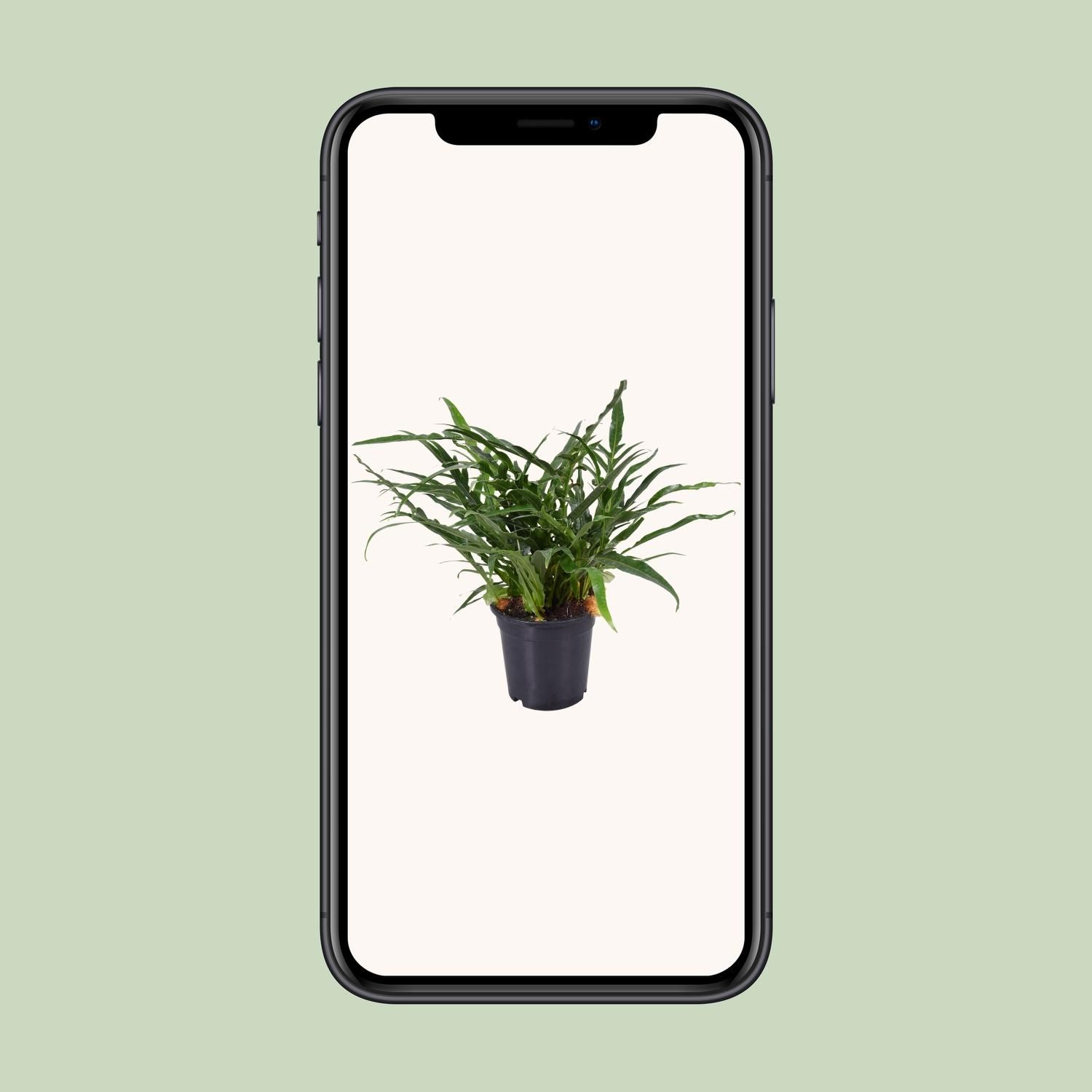 Aglaomorpha Coronans (9739)