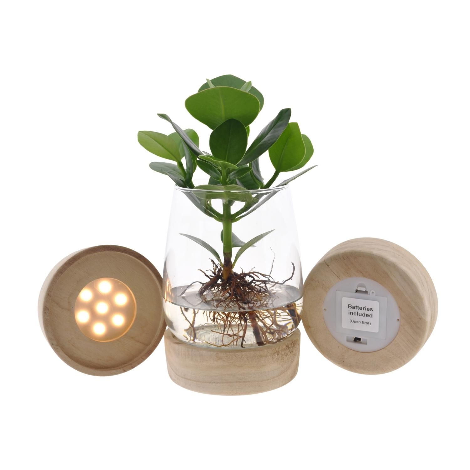 Clusia In Kingston Glas + LED (11327)