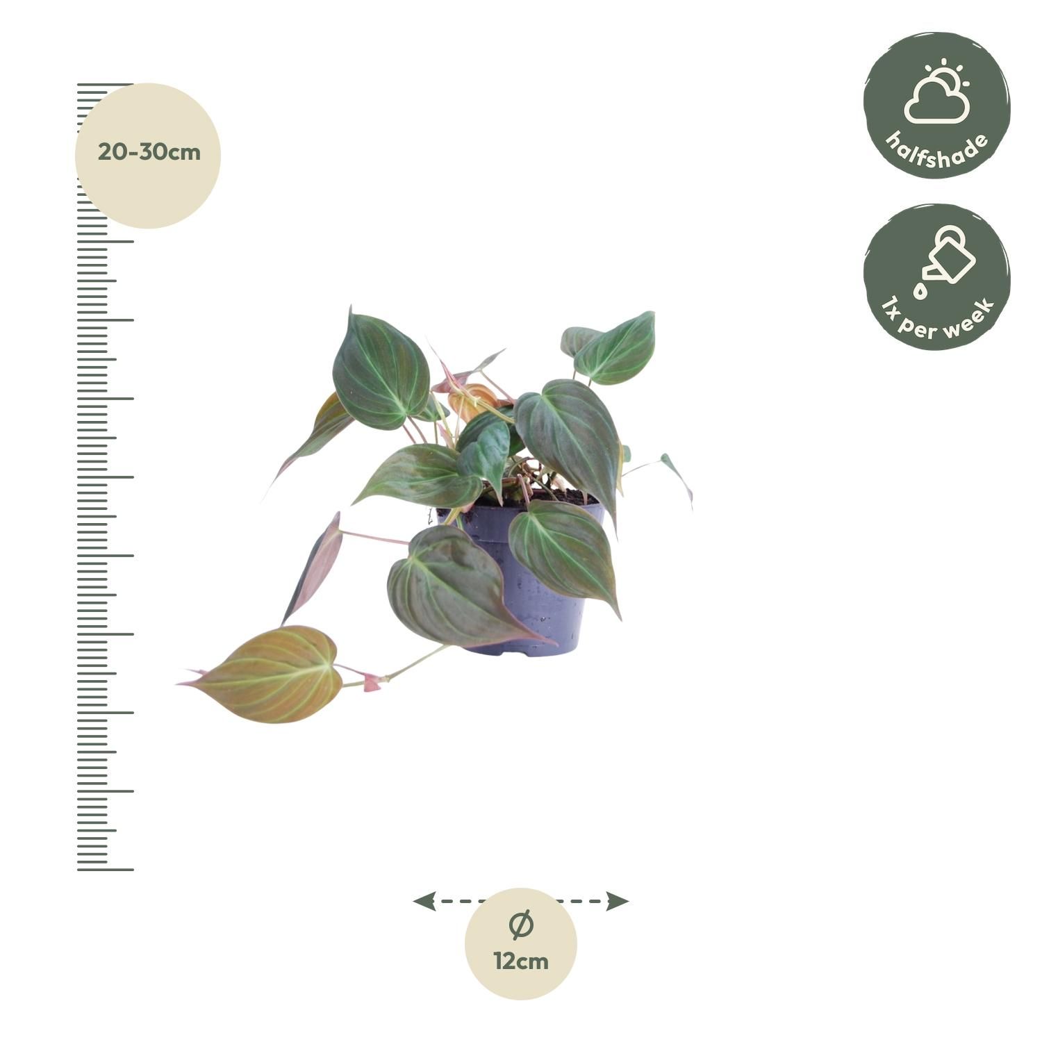 Philodendron scandens 'Micans' - 25 cm - ø12 (8721081685147)