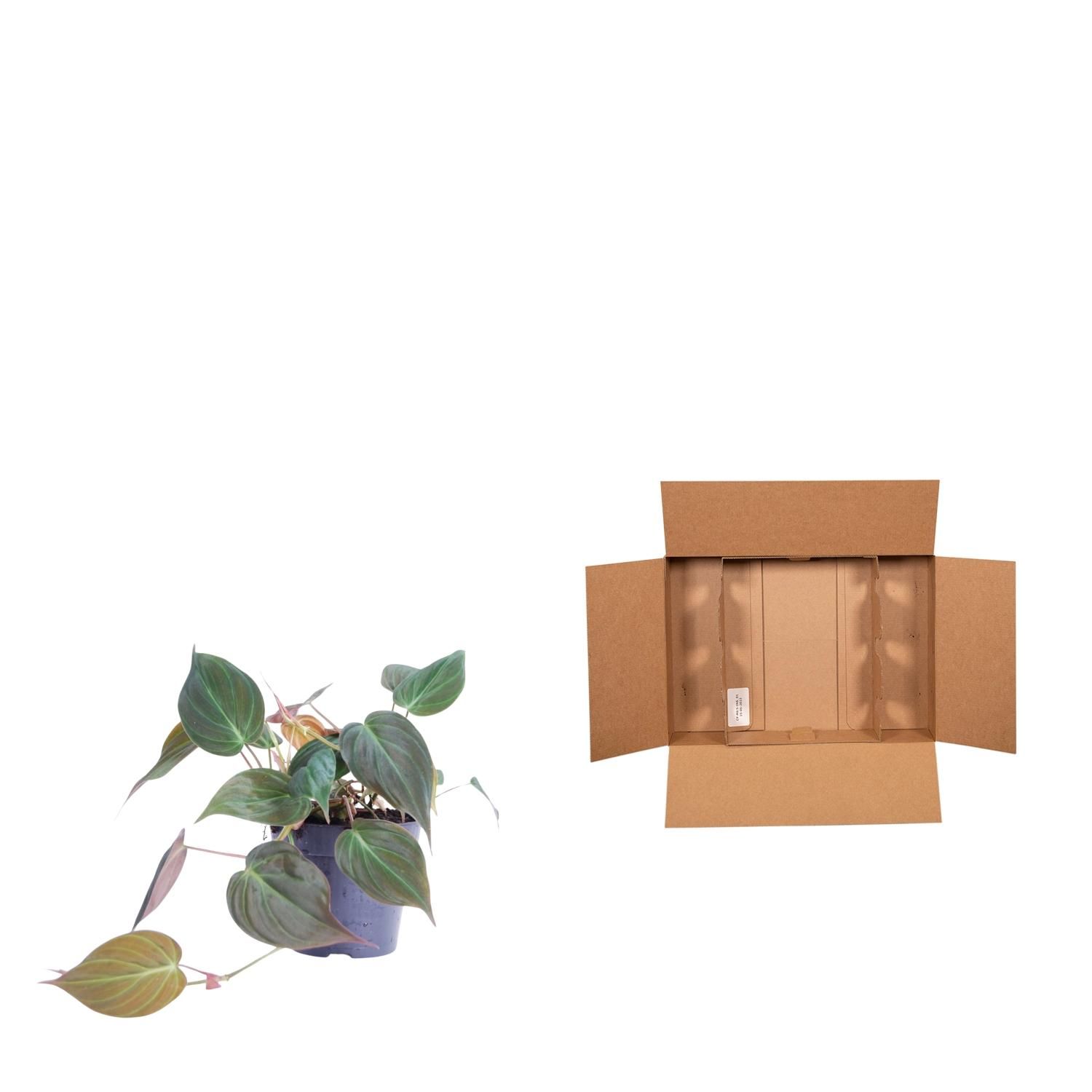 Philodendron scandens 'Micans' - 25 cm - ø12 (8721081685147)