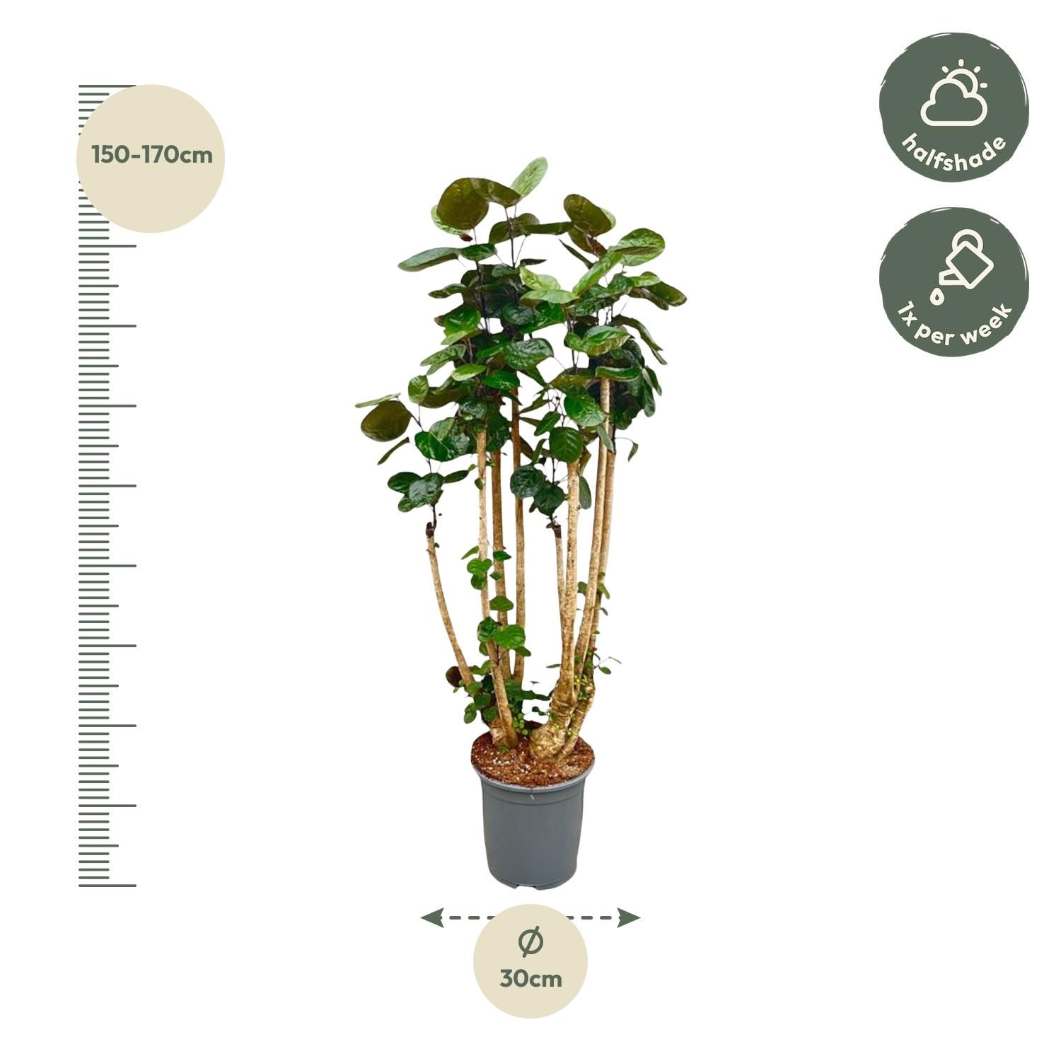 Polysicas Fabian XXL - 170 cm - ⌀30 (8721055693970)