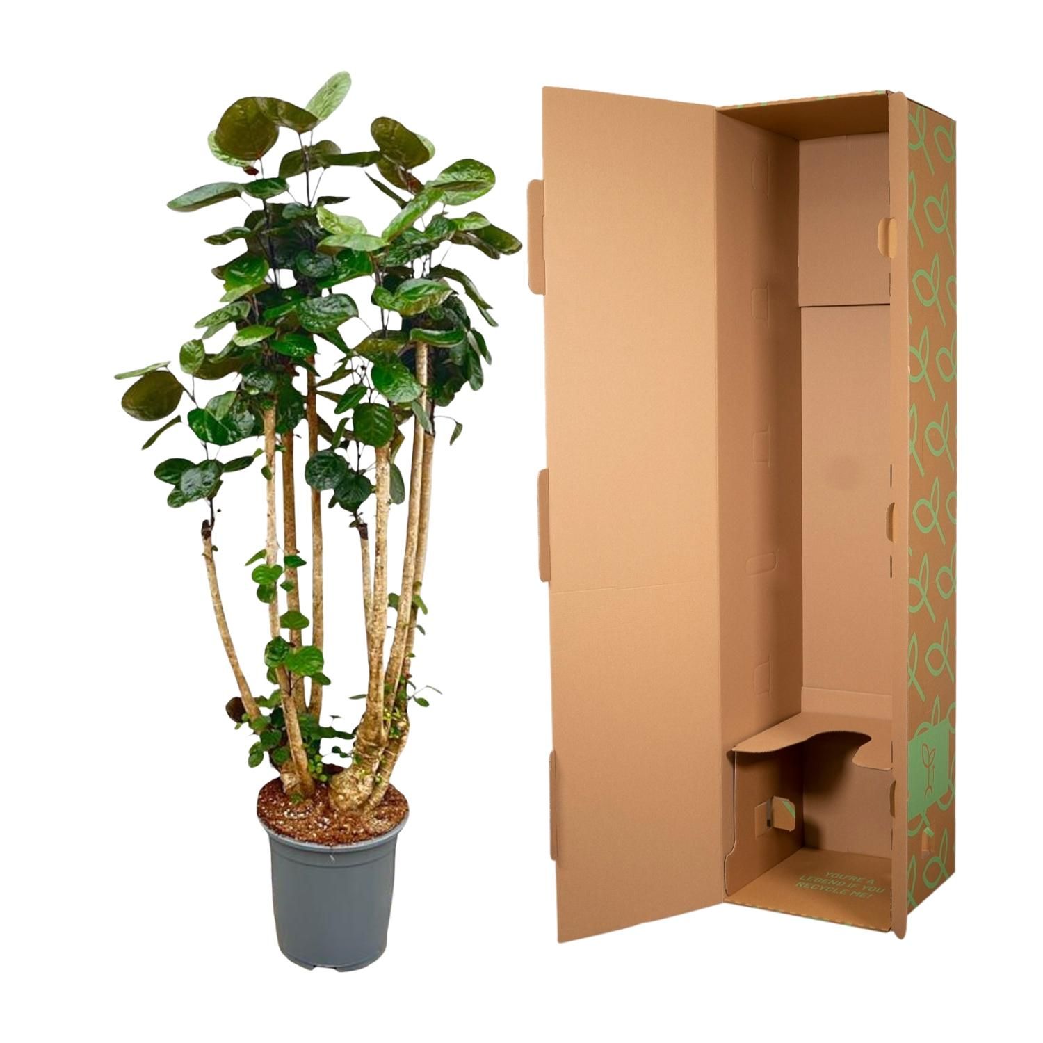 Polysicas Fabian XXL - 170 cm - ⌀30 (8721055693970)