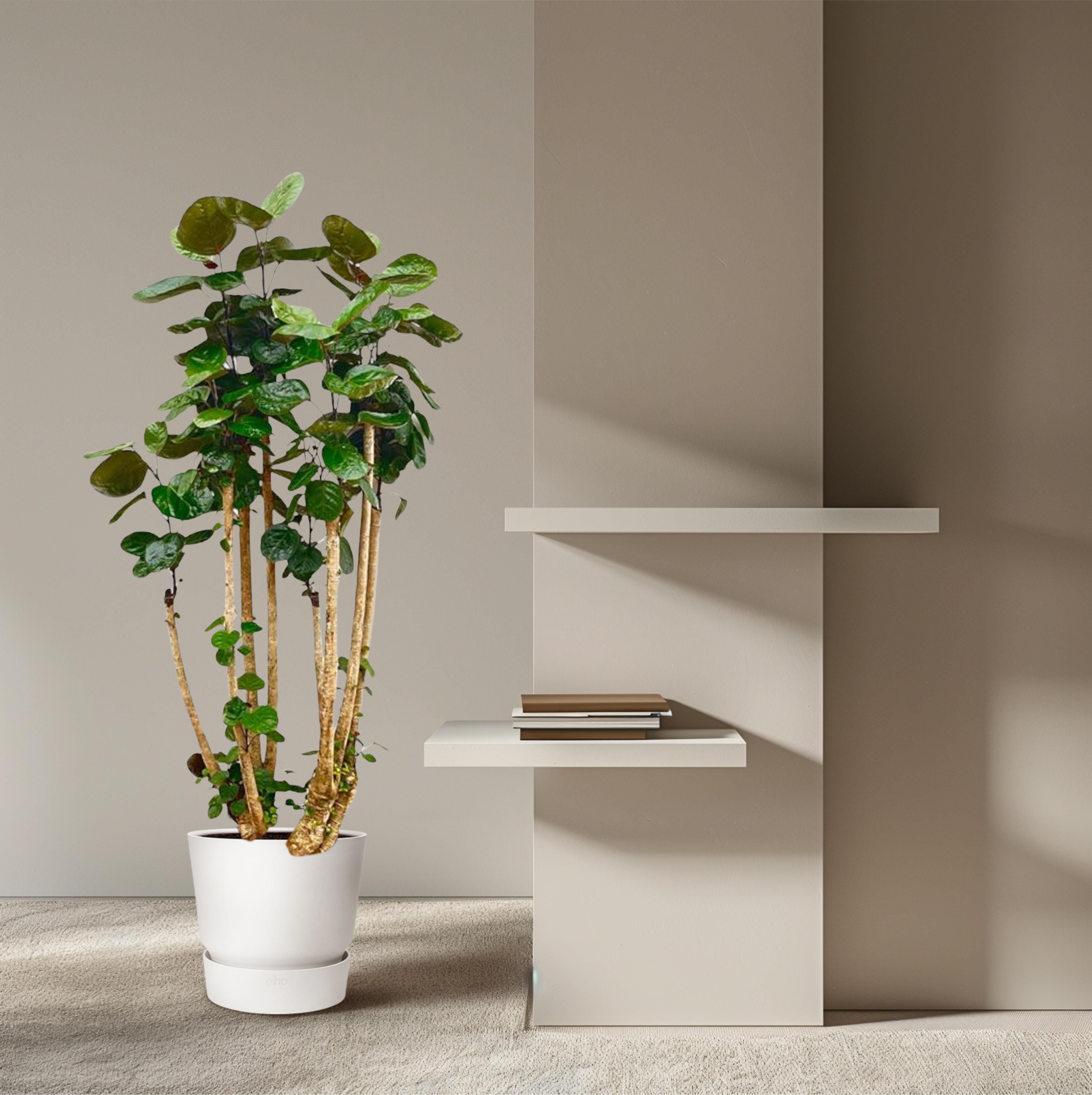 Polysicas Fabian XXL - 170 cm - ⌀30 (8721055693970)