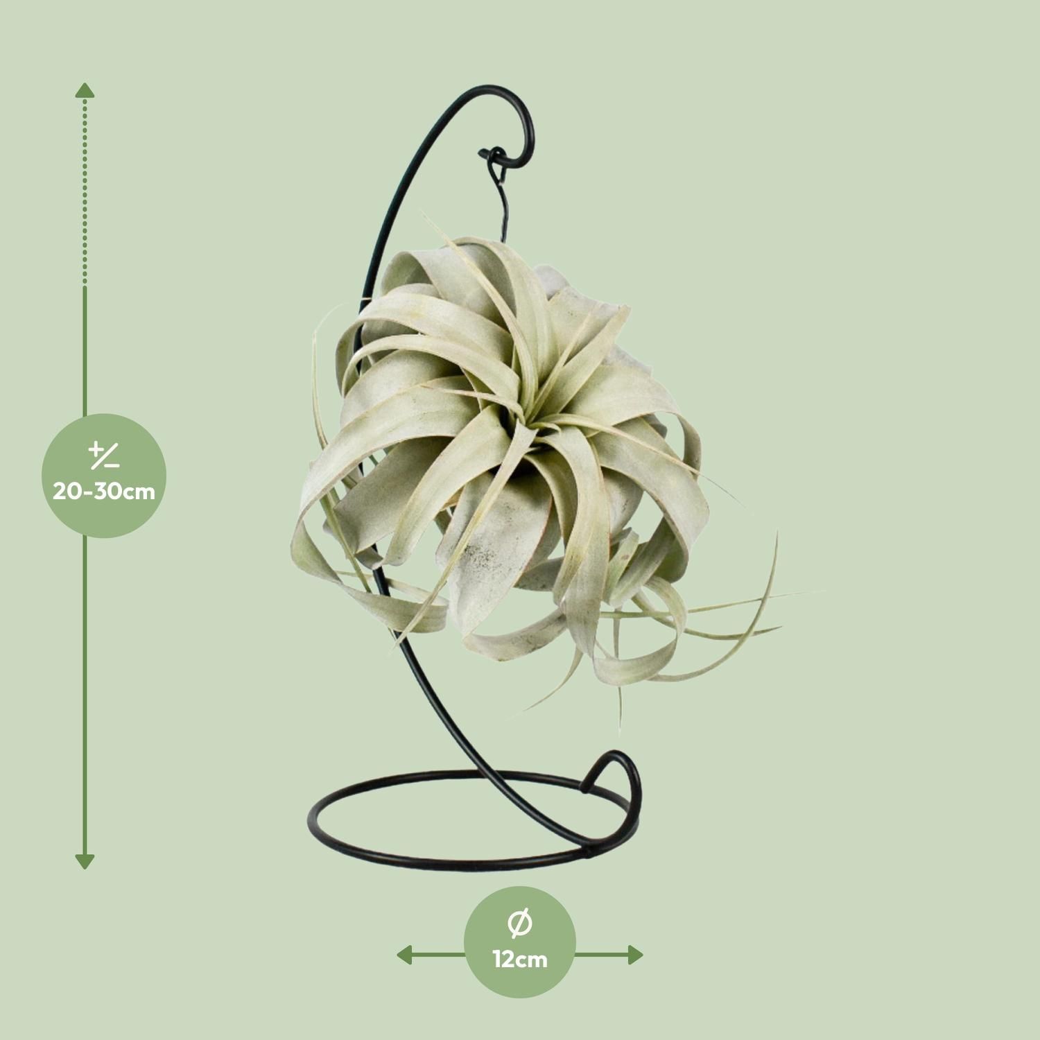 Tillandsia King Xero (11801)