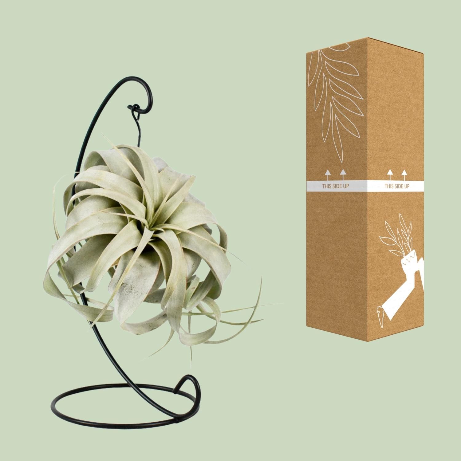 Tillandsia King Xero (11801)