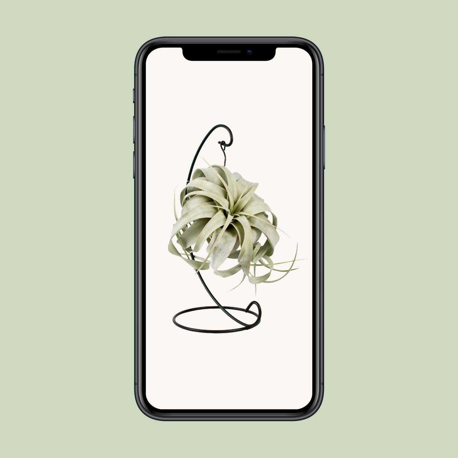 Tillandsia King Xero (11801)
