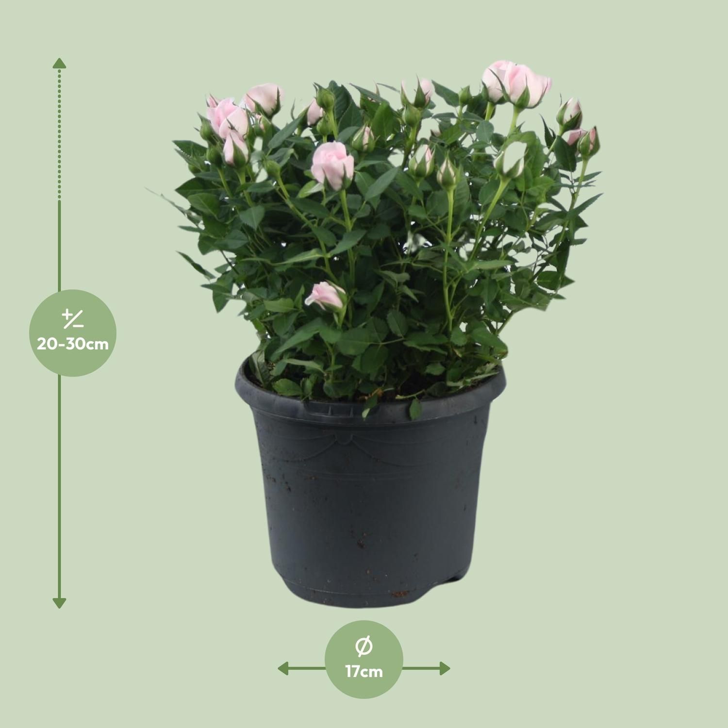 Rosa Jewel Patio Baby (17956)