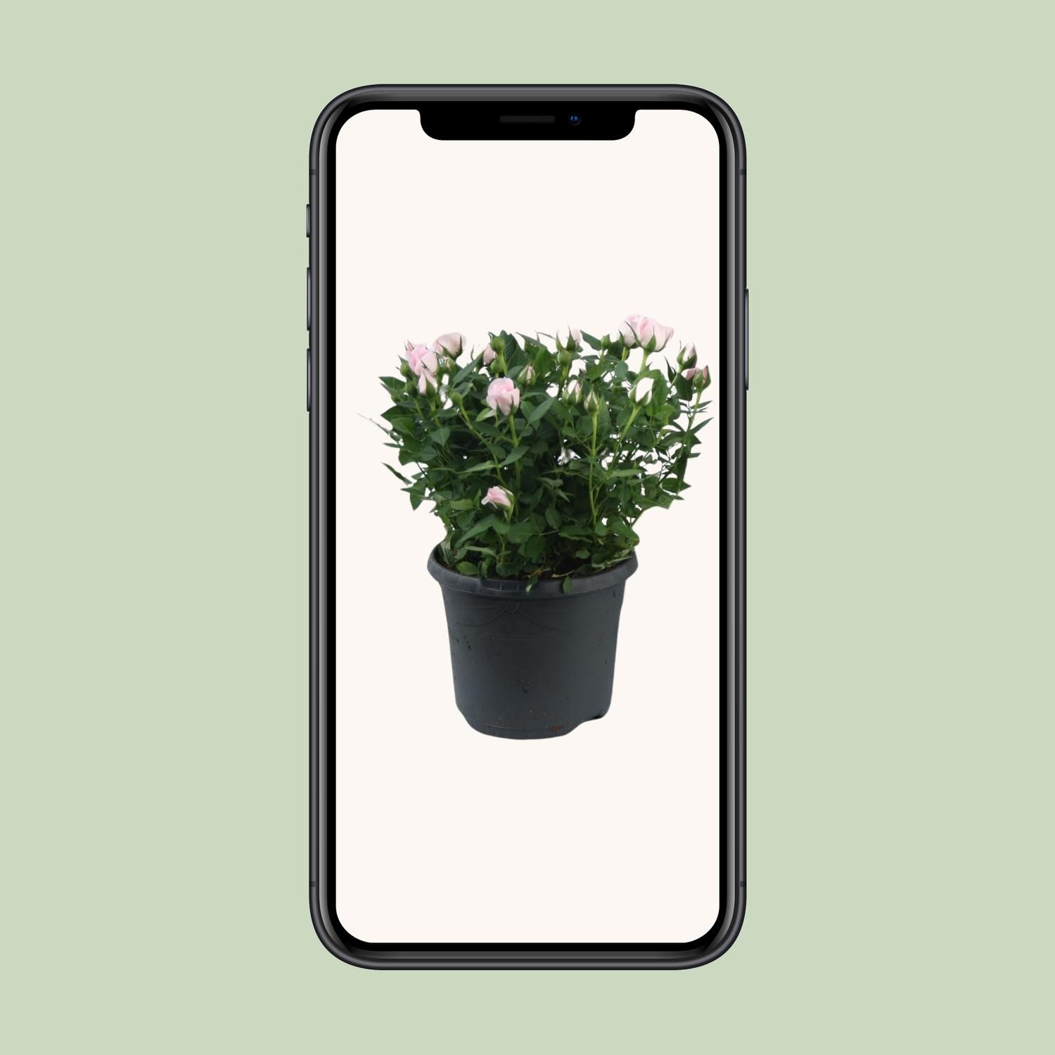 Rosa Jewel Patio Baby (17956)