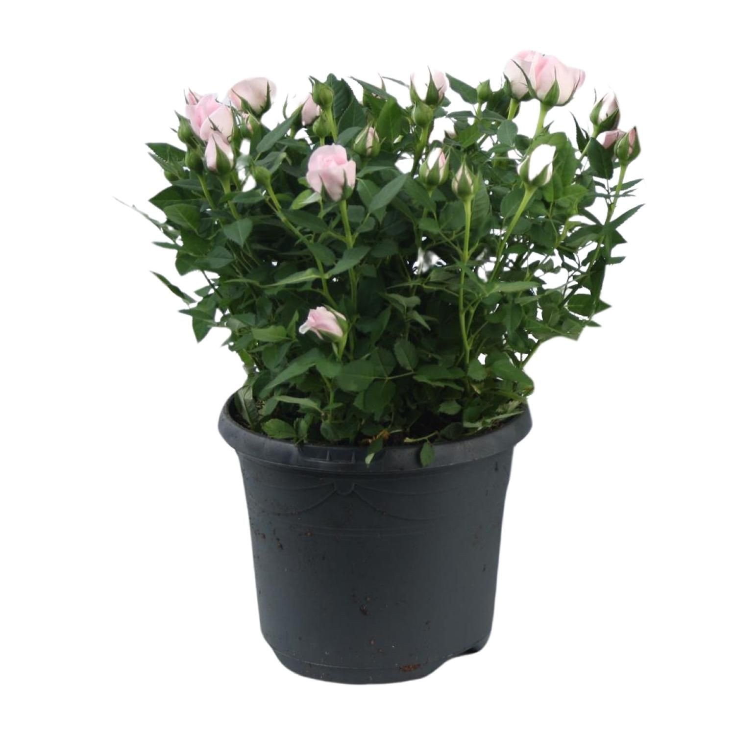 Rosa Jewel Patio Baby (17956)