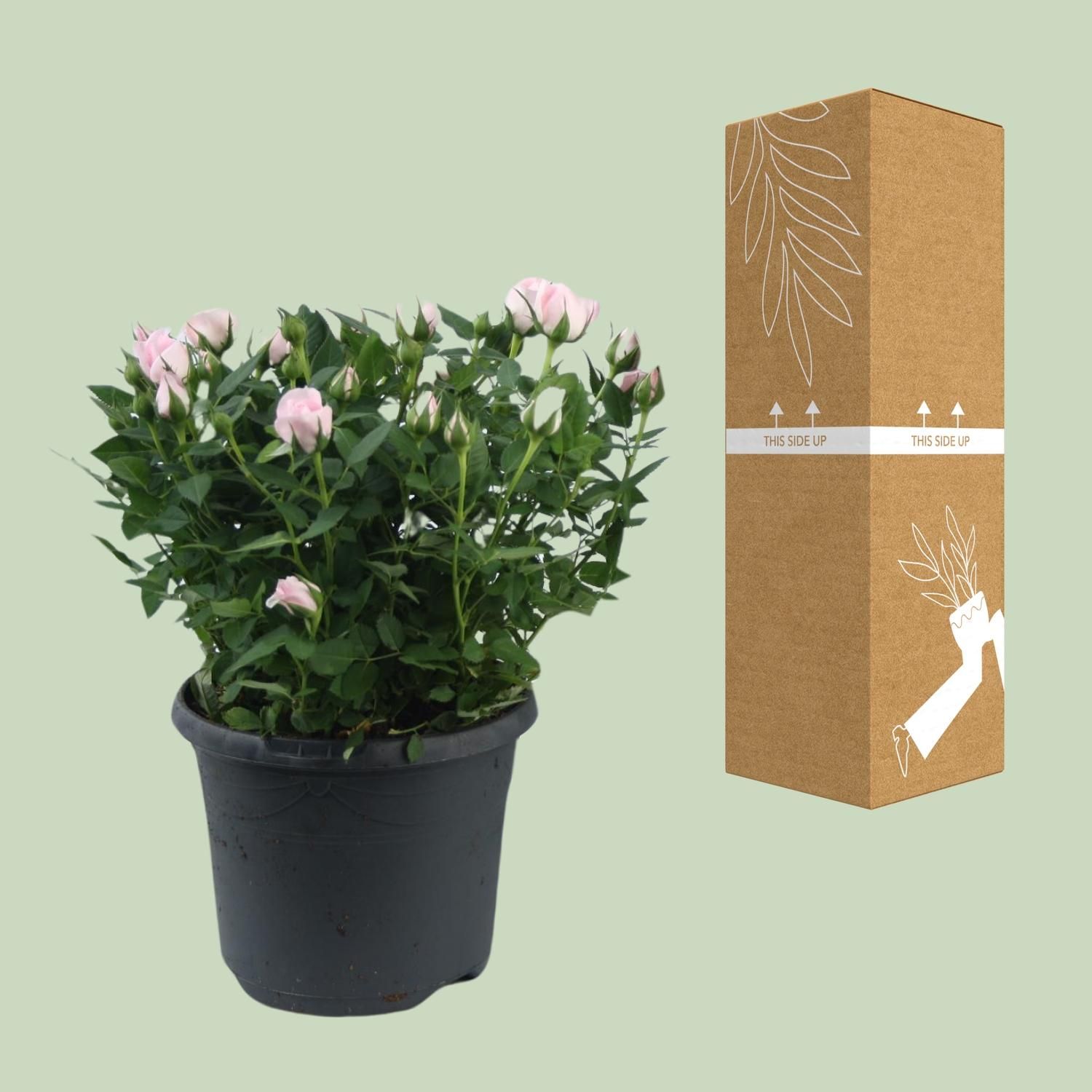Rosa Jewel Patio Baby (17956)