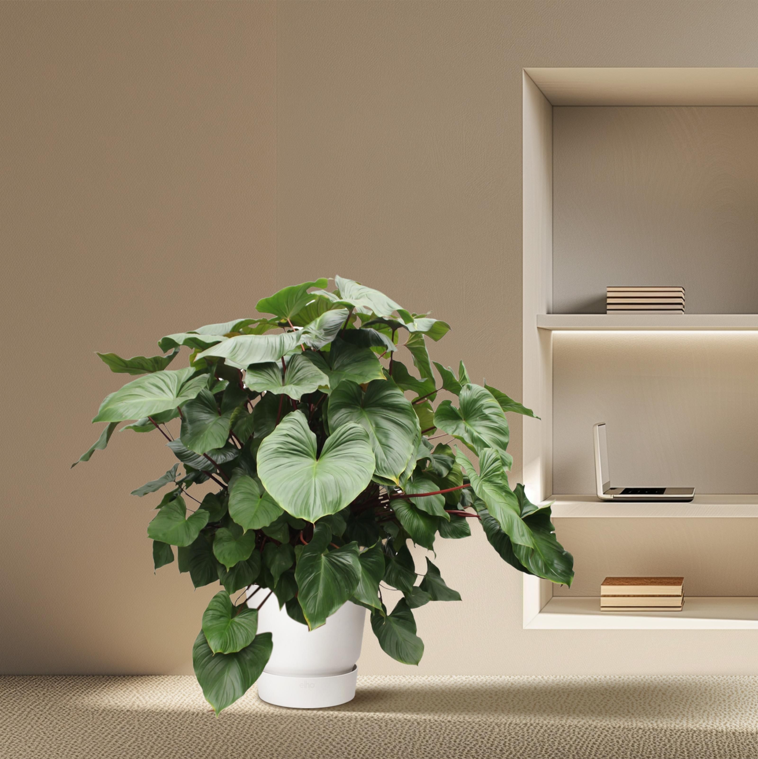 Homalomena Rubescens Maggy - 170 cm - ø60 (8721055690979)