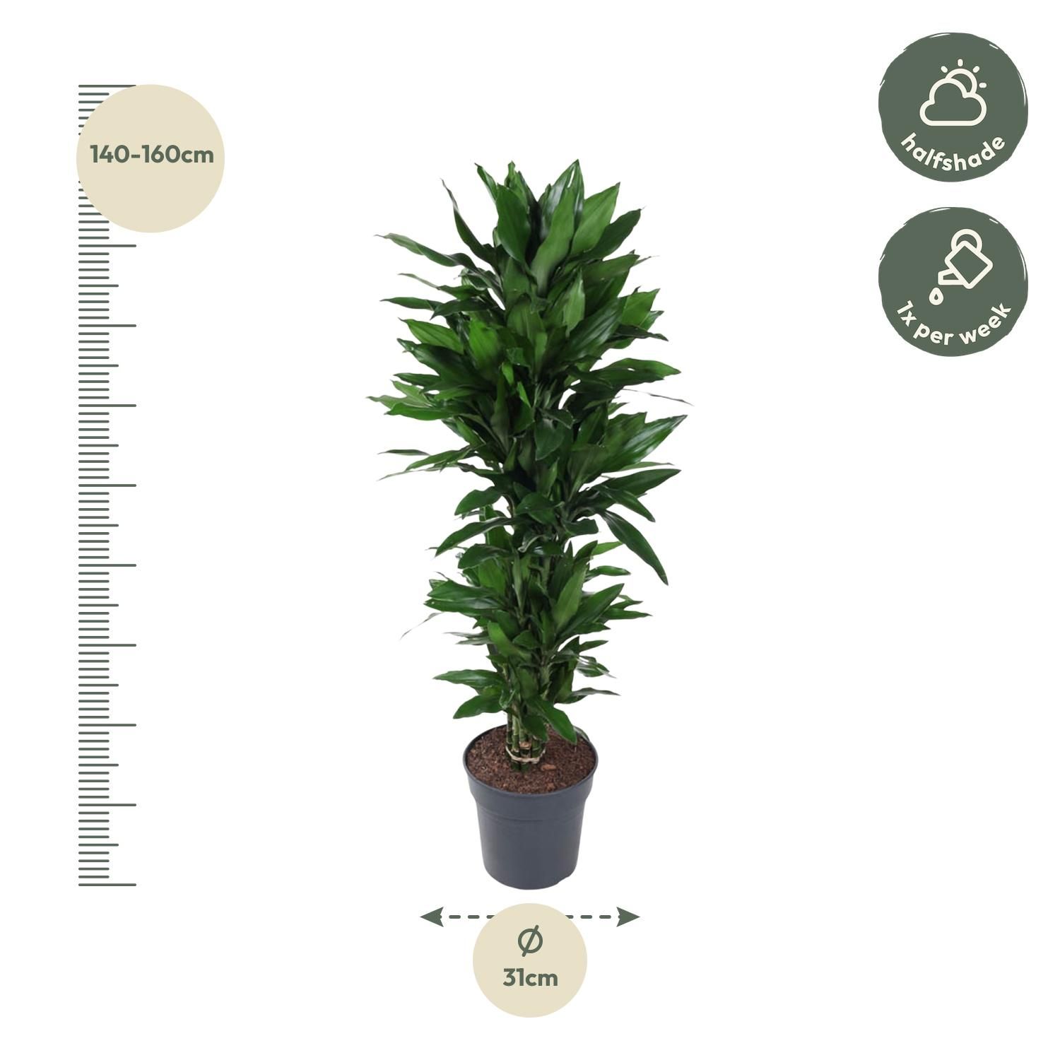 Dracaena Janet Lind vertakt - 120 cm - ø27 (8721055692522)