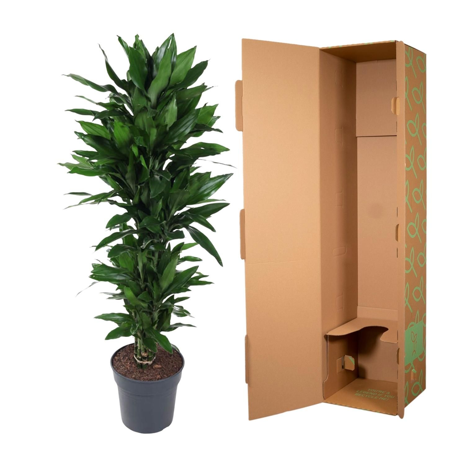 Dracaena Janet Lind vertakt - 120 cm - ø27 (8721055692522)