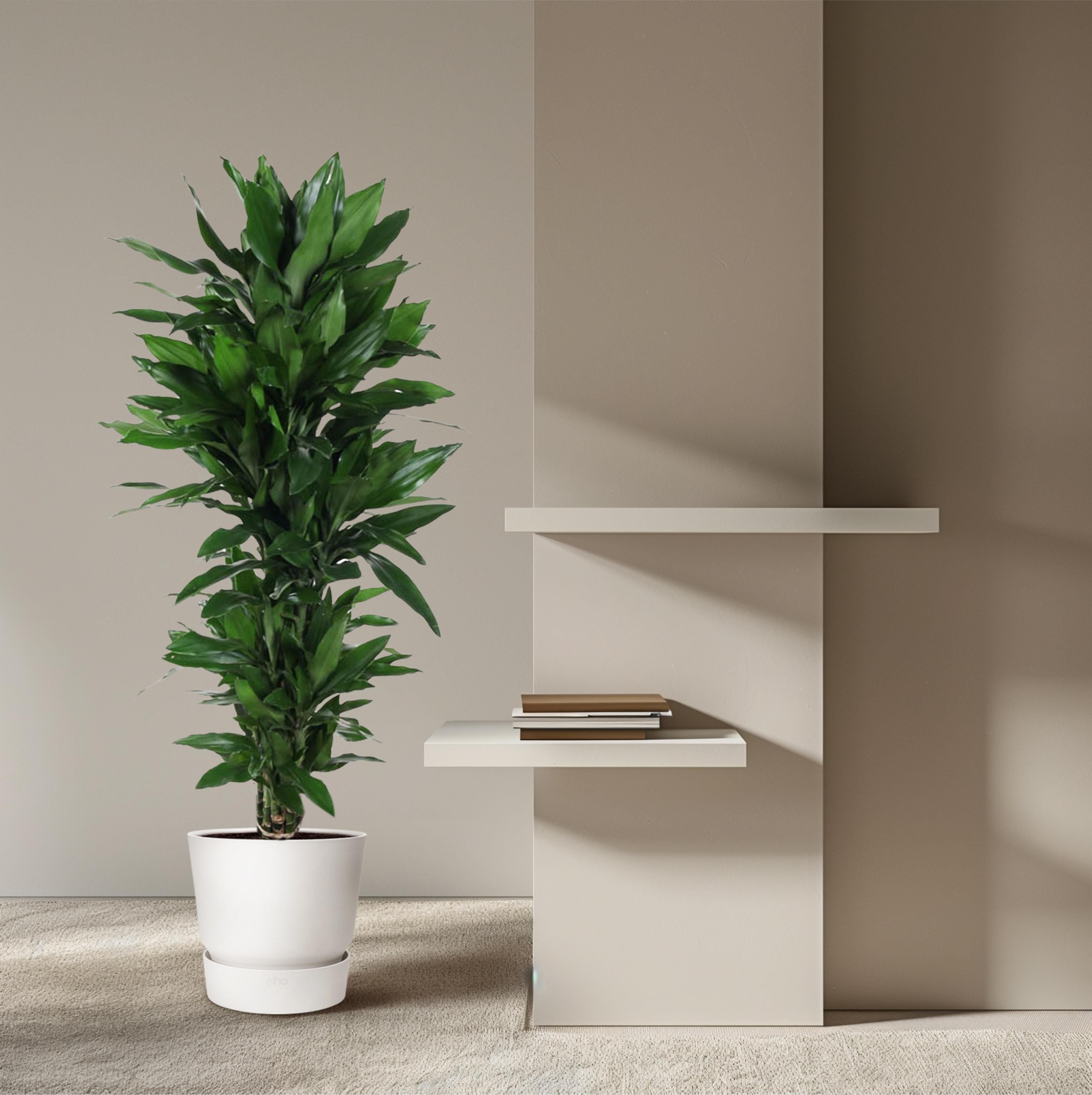 Dracaena Janet Lind vertakt - 120 cm - ø27 (8721055692522)