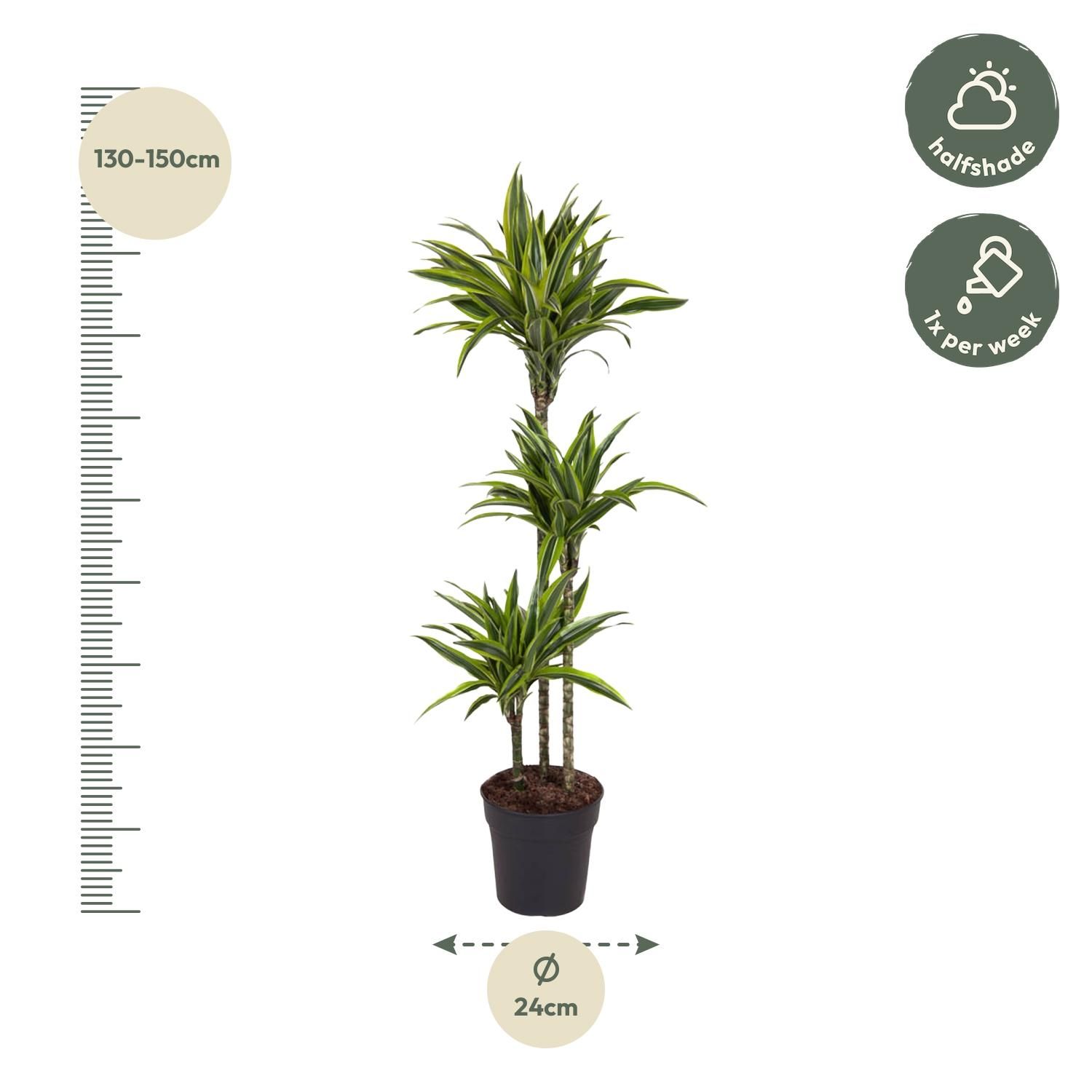 Dracaena Lemon Lime - 130 cm - ø24 (8721055692546)