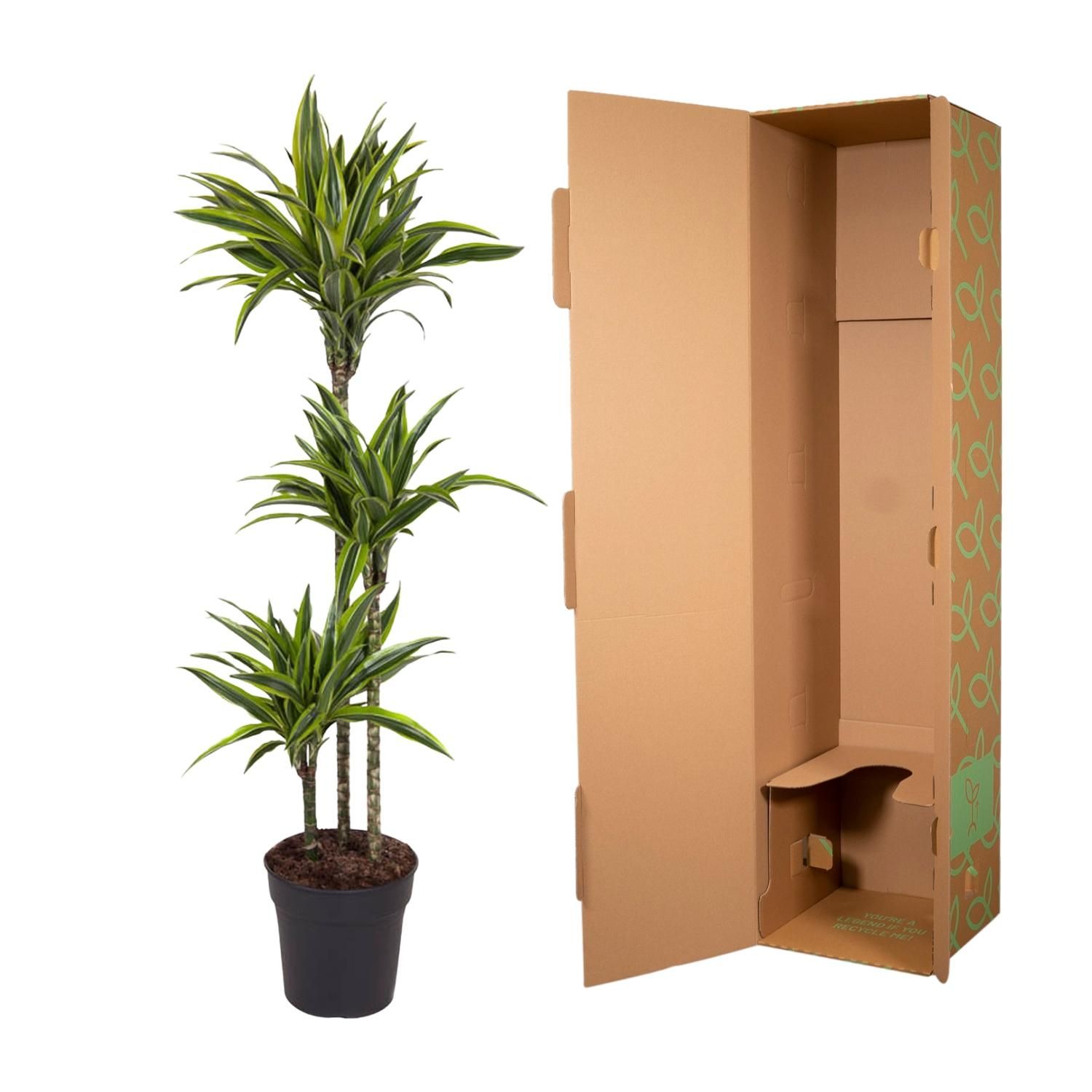 Dracaena Lemon Lime - 130 cm - ø24 (8721055692546)