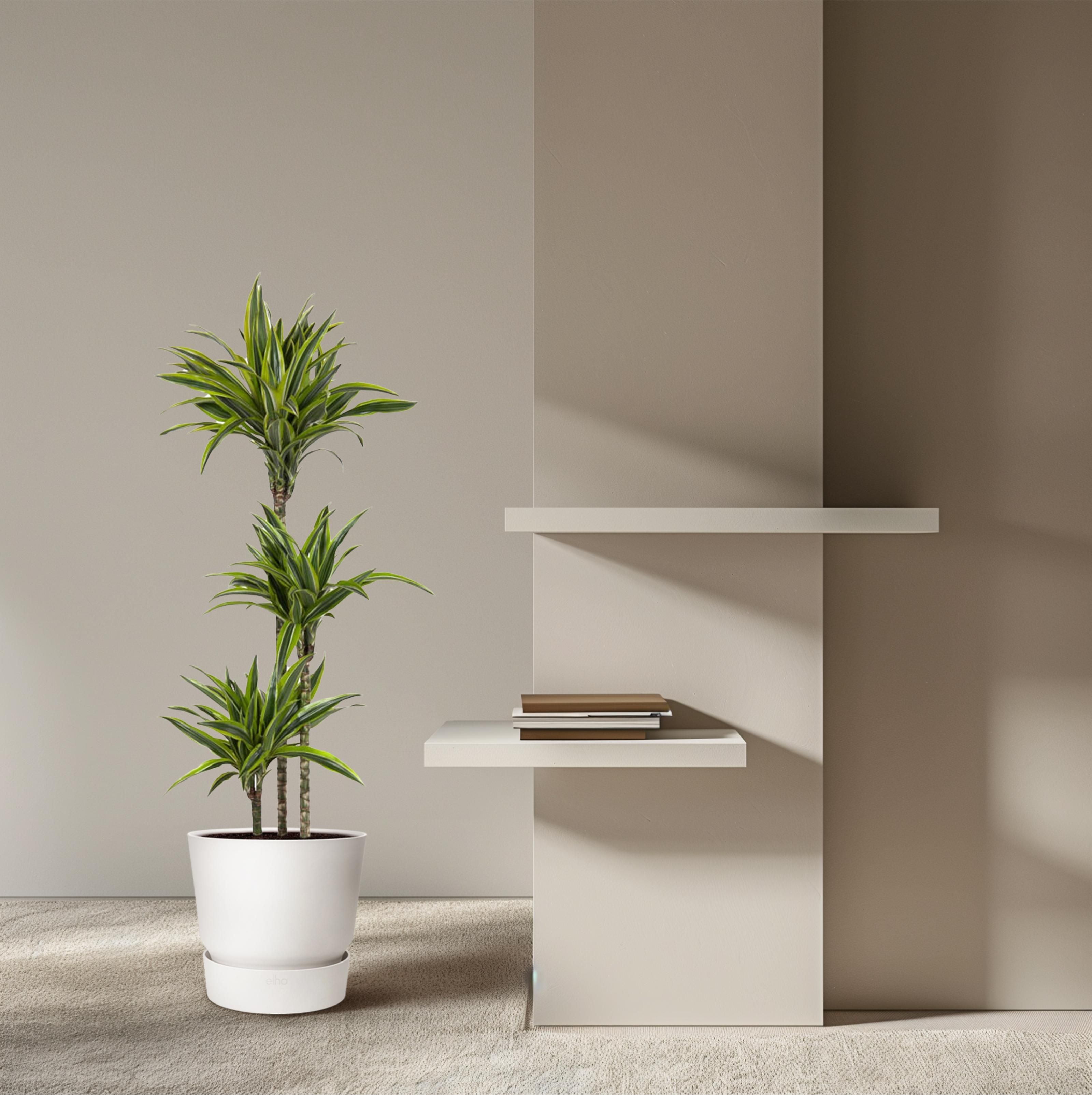 Dracaena Lemon Lime - 130 cm - ø24 (8721055692546)