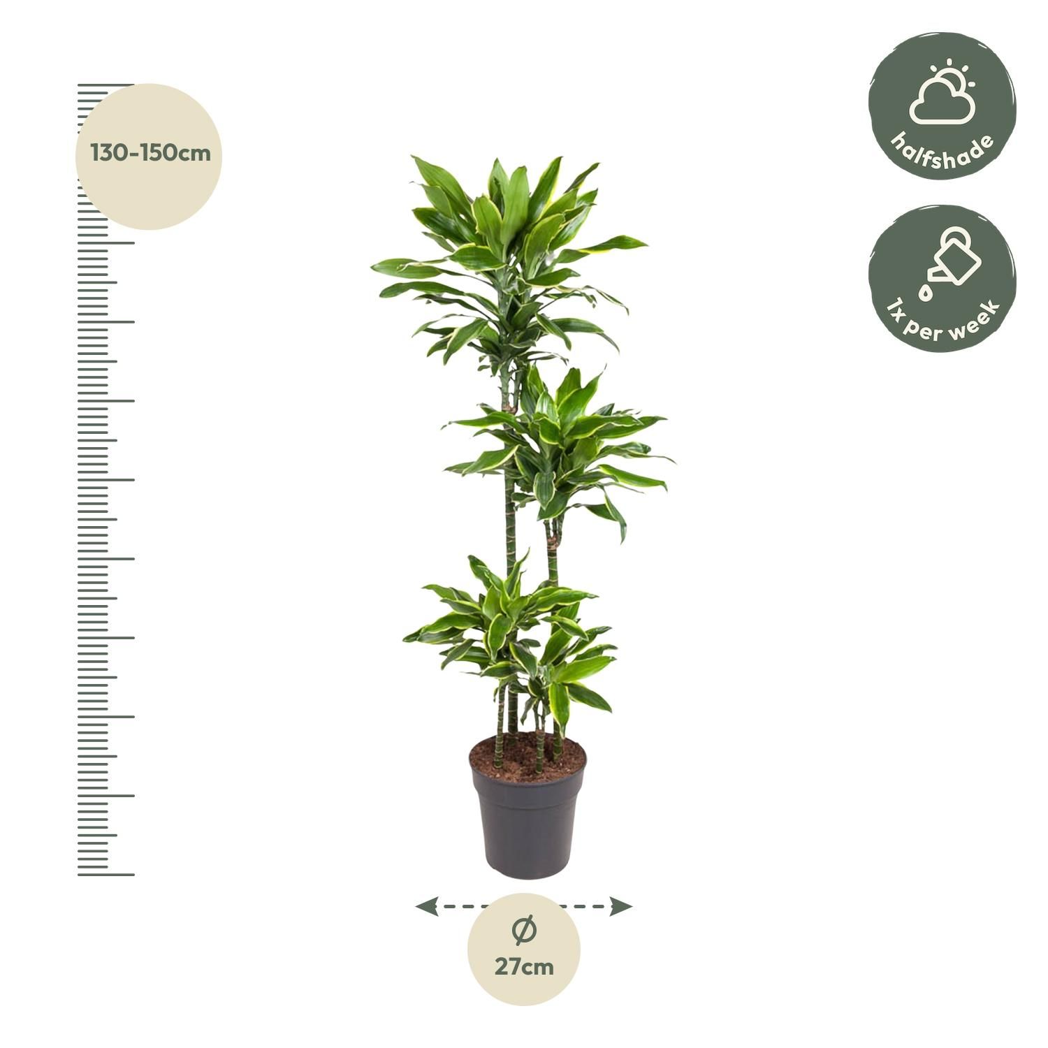Dracaena Golden Coast - 140 cm - ø27 (8721055692393)