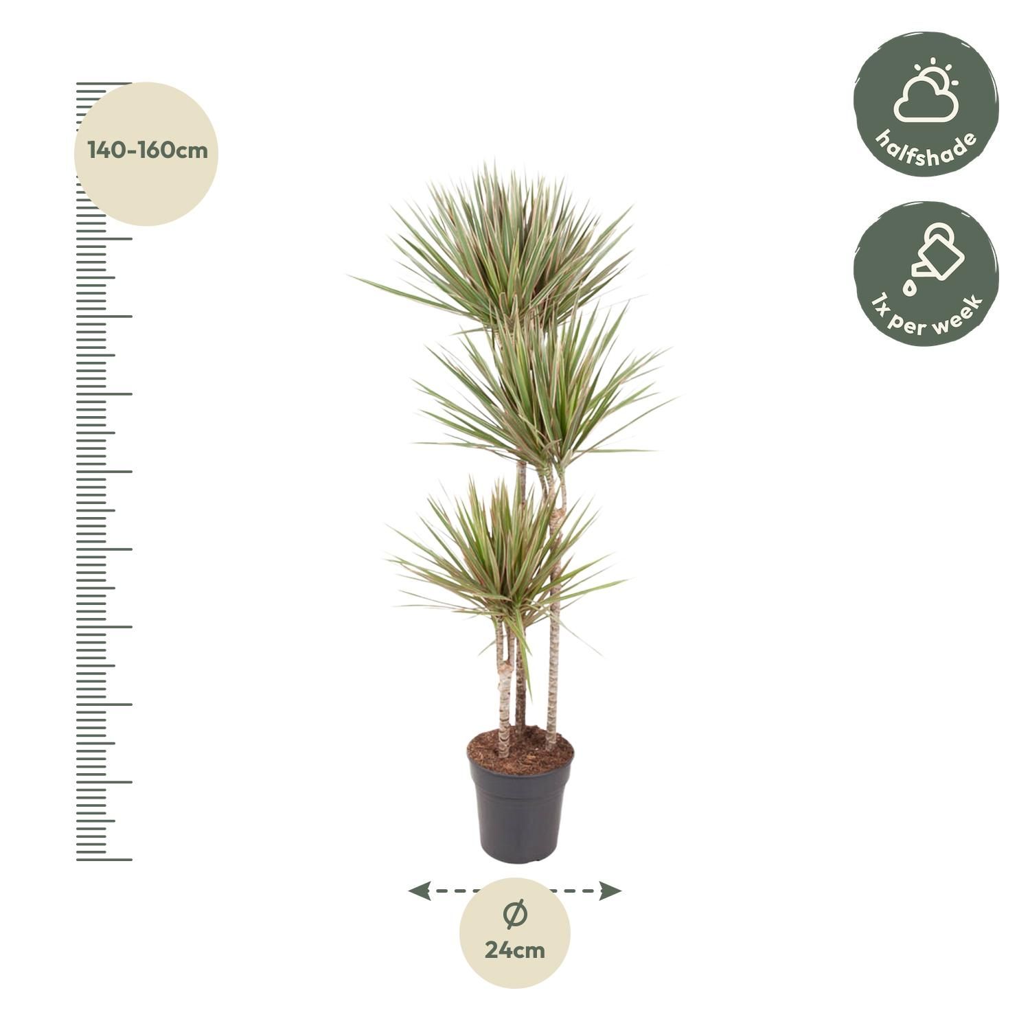 Dracaena Bicolor - 150 cm - ø24 (8721055692201)