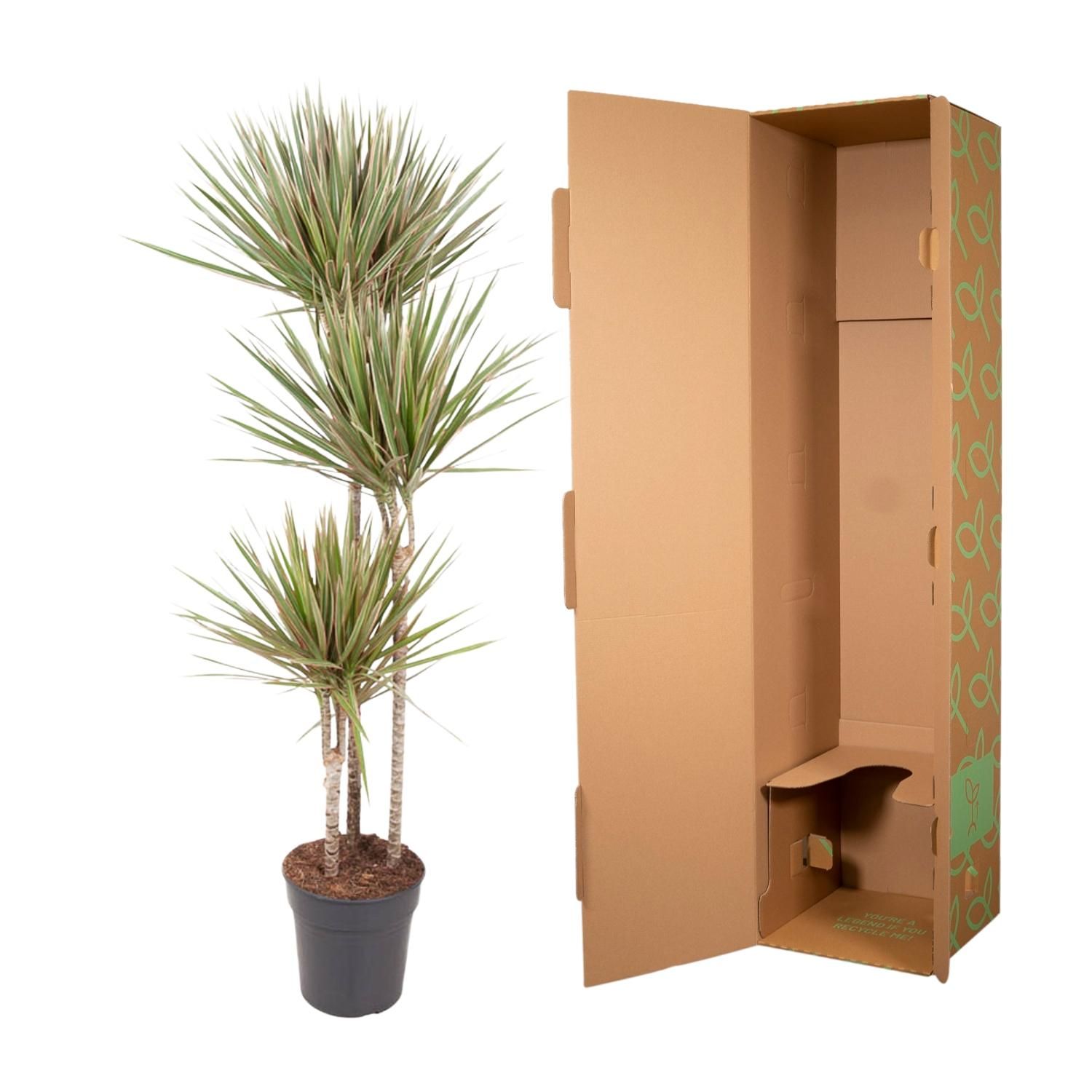 Dracaena Bicolor - 150 cm - ø24 (8721055692201)