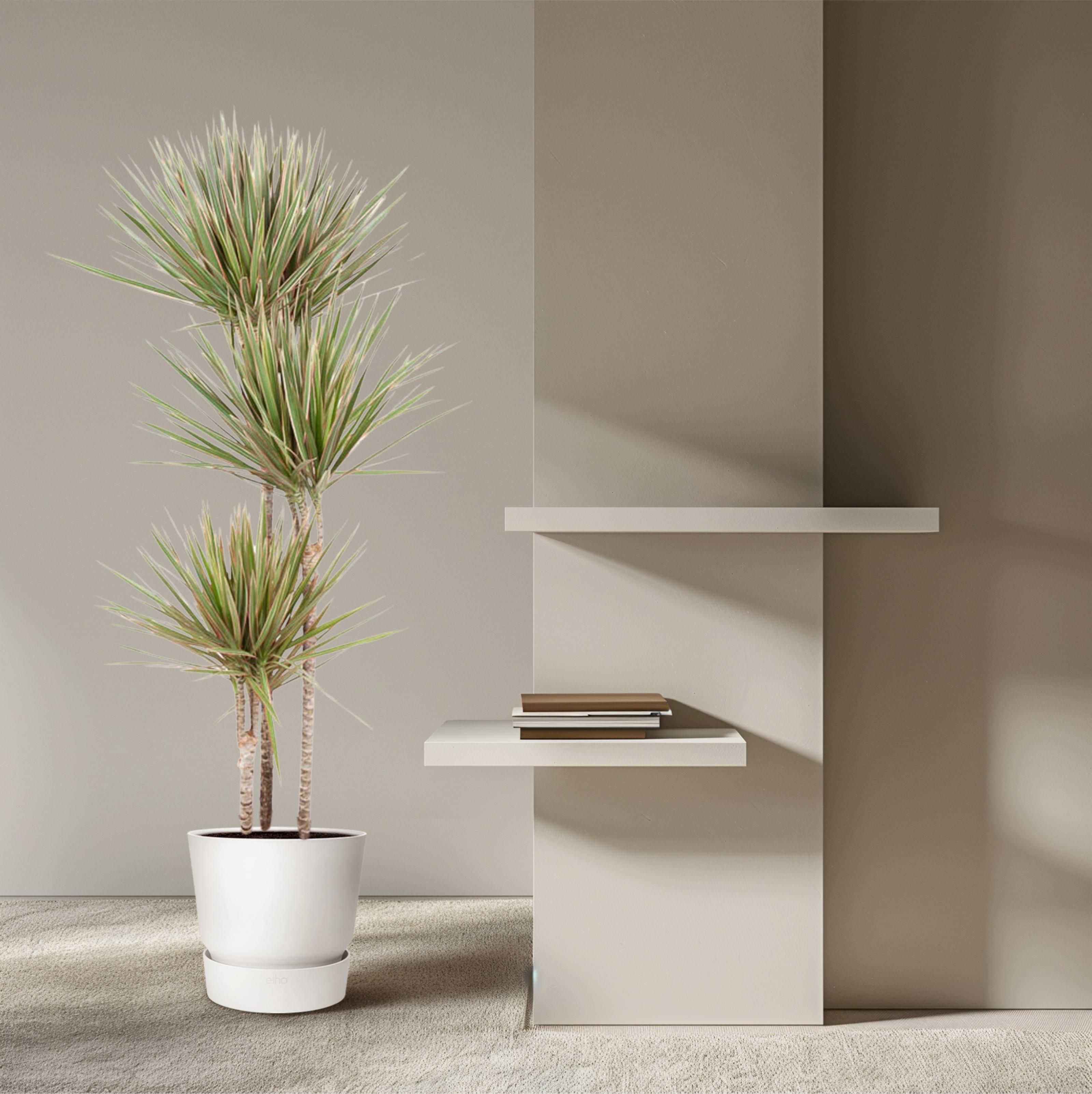 Dracaena Bicolor - 150 cm - ø24 (8721055692201)