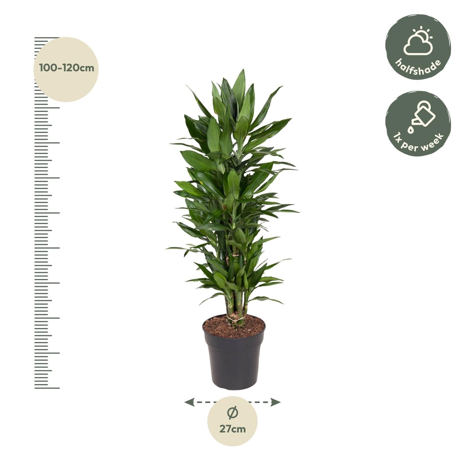 Dracaena Janet Lind vertakt - 110 cm - ø27 (8721055692515)