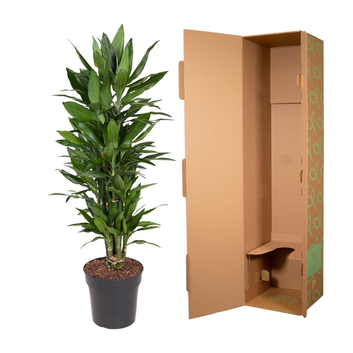 Dracaena Janet Lind vertakt - 110 cm - ø27 (8721055692515)