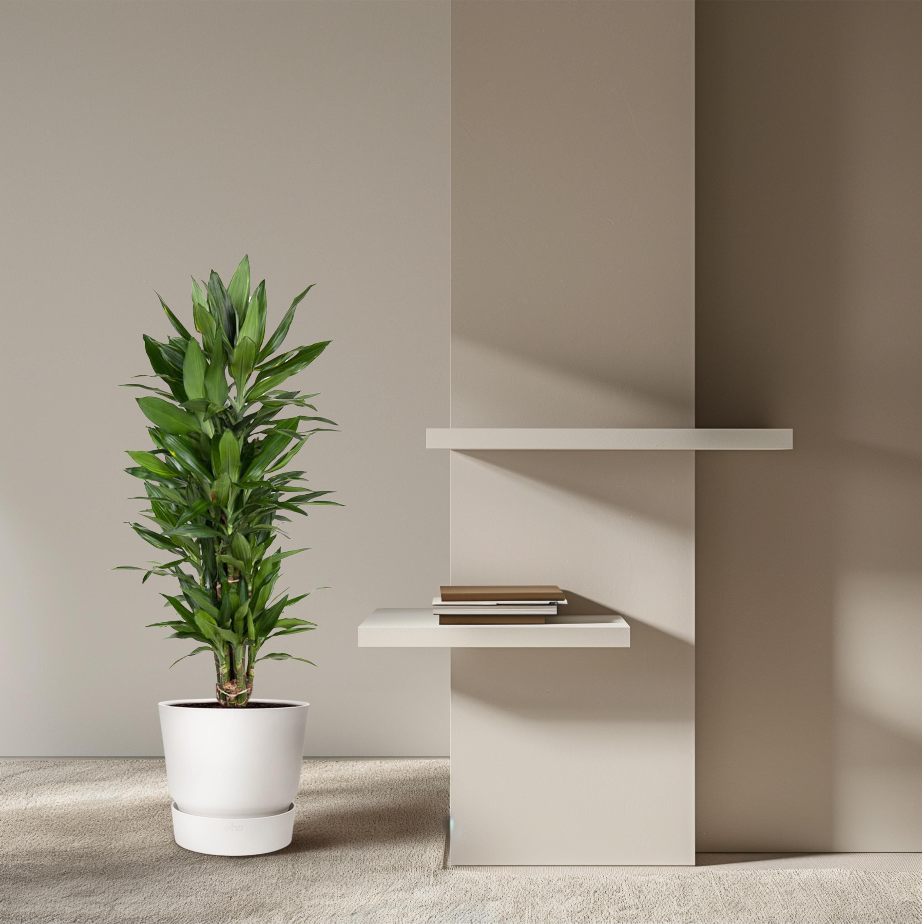 Dracaena Janet Lind vertakt - 110 cm - ø27 (8721055692515)