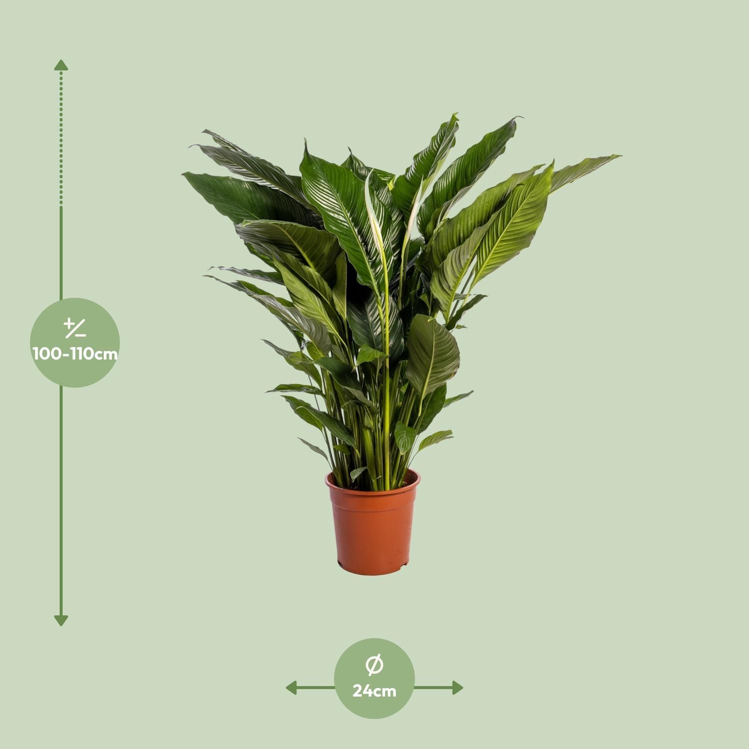 Spathiphyllum Sweet Sebastiano (12230)