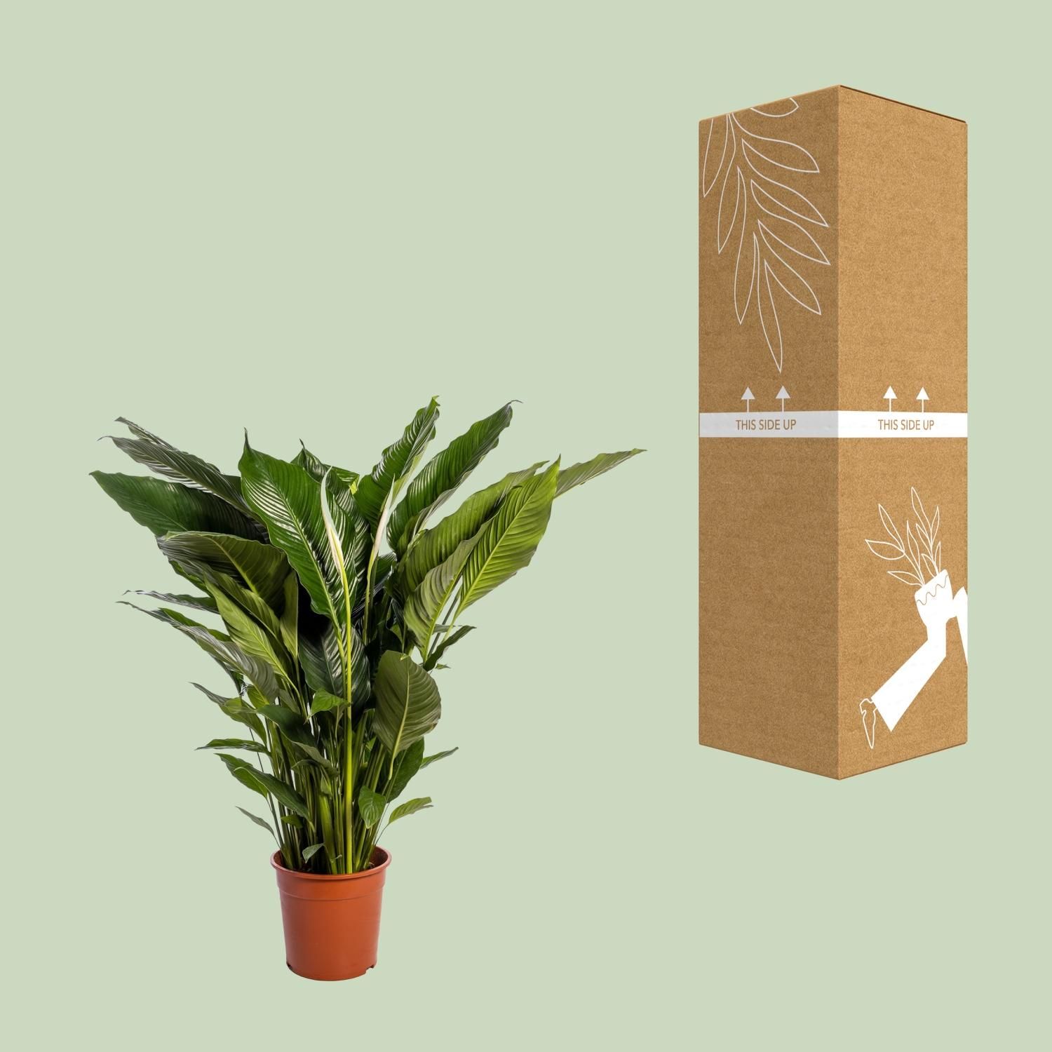 Spathiphyllum Sweet Sebastiano (12230)