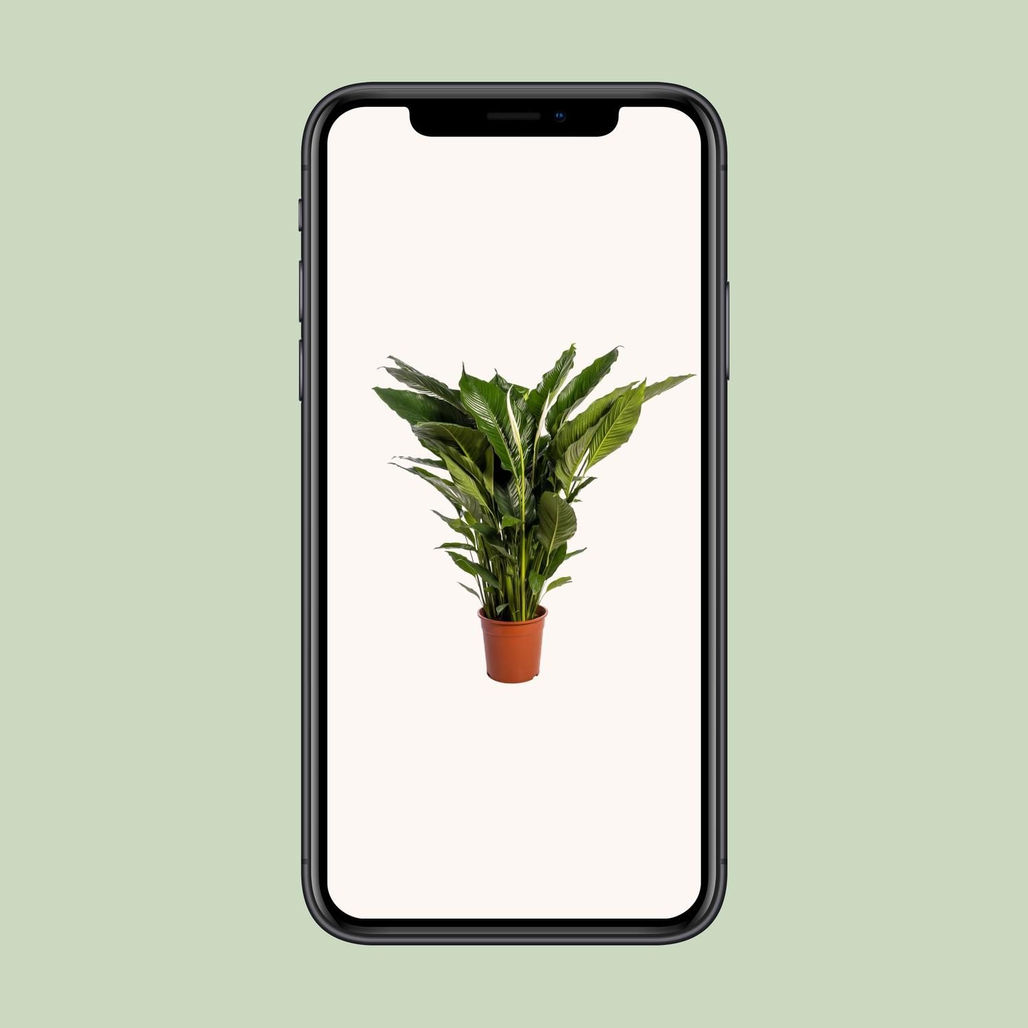 Spathiphyllum Sweet Sebastiano (12230)