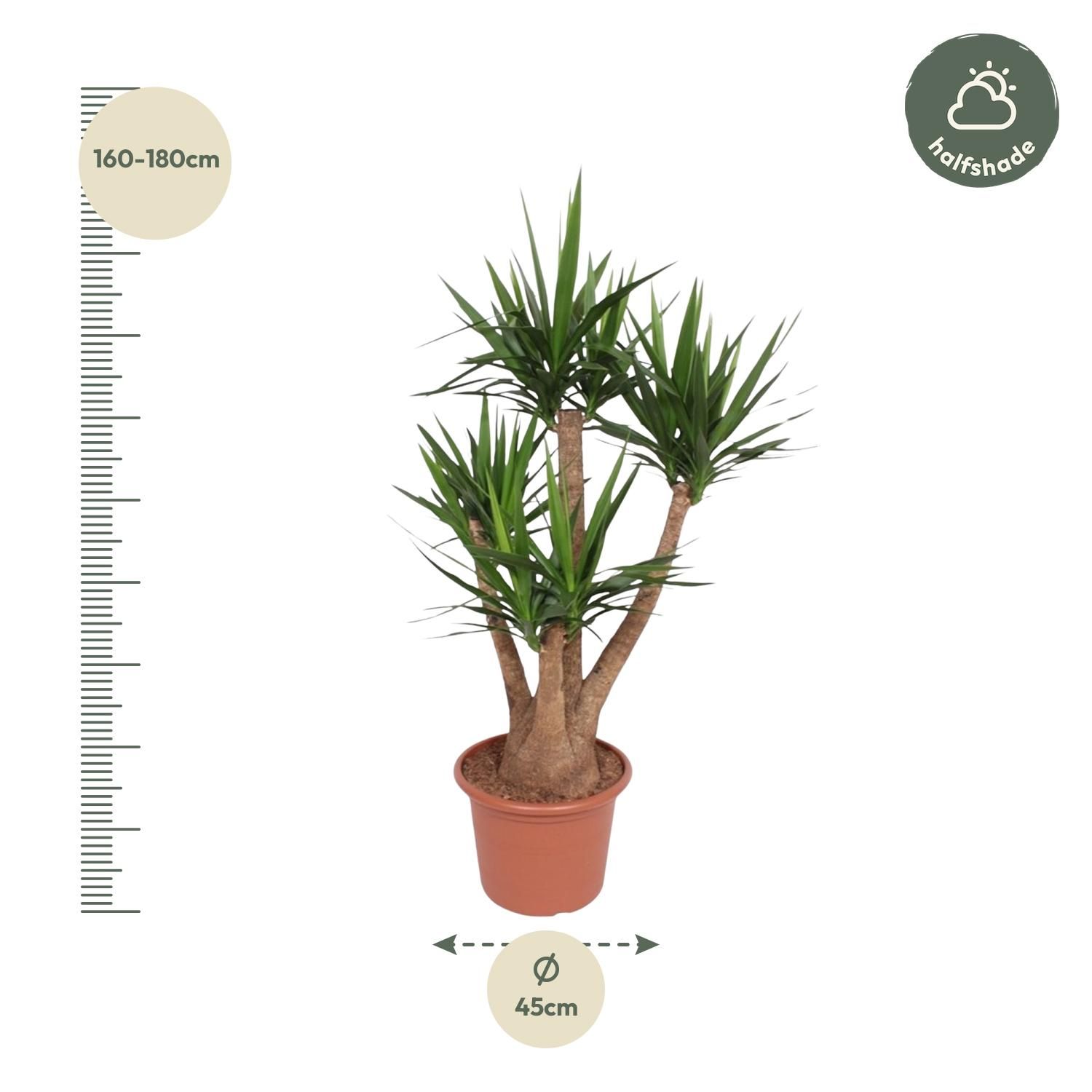 Yucca Elephantipes vertakt - 170 cm - ø45 (8721055691754)