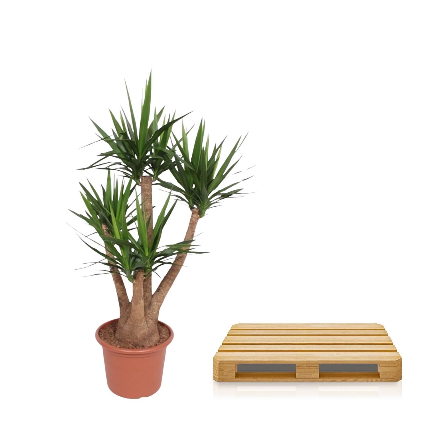 Yucca Elephantipes vertakt - 170 cm - ø45 (8721055691754)