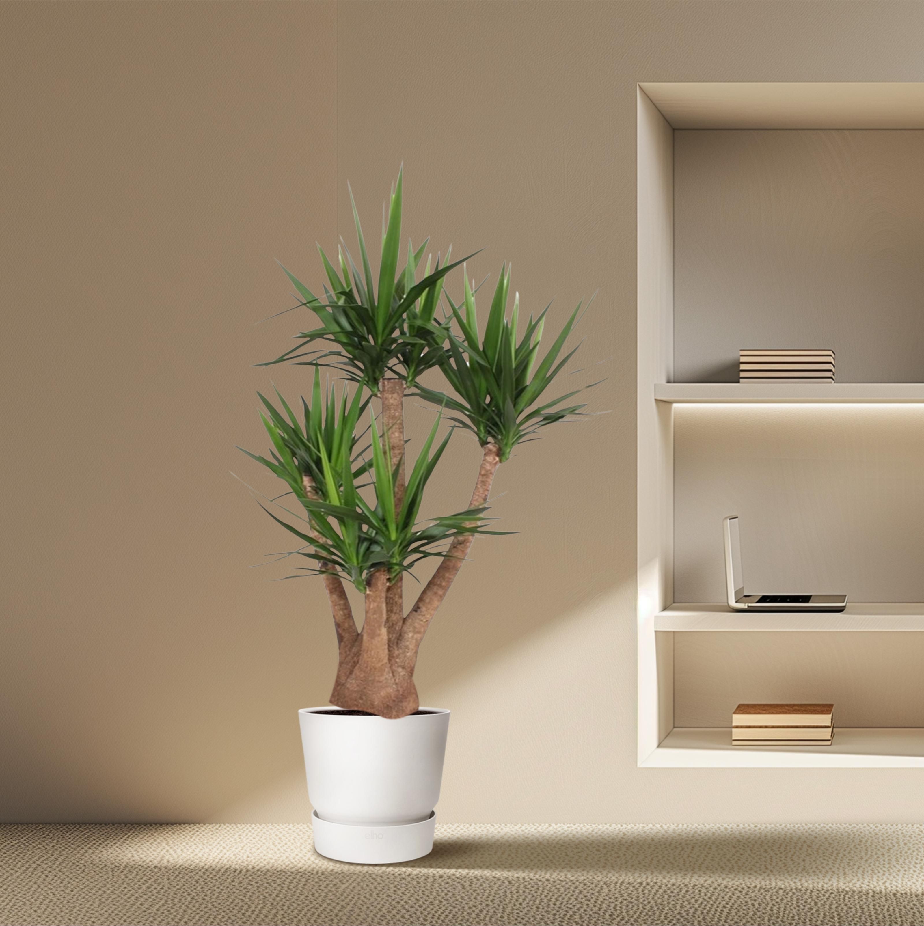 Yucca Elephantipes vertakt - 170 cm - ø45 (8721055691754)