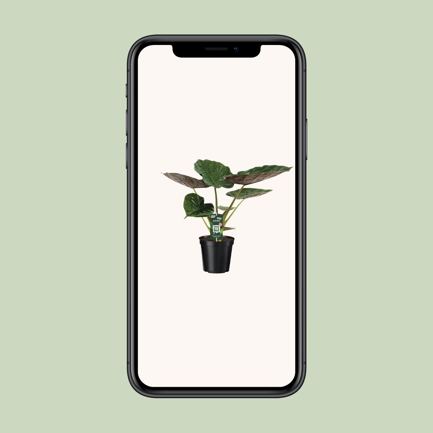 Alocasia Wentii - Olifantsoor (8720634284127)