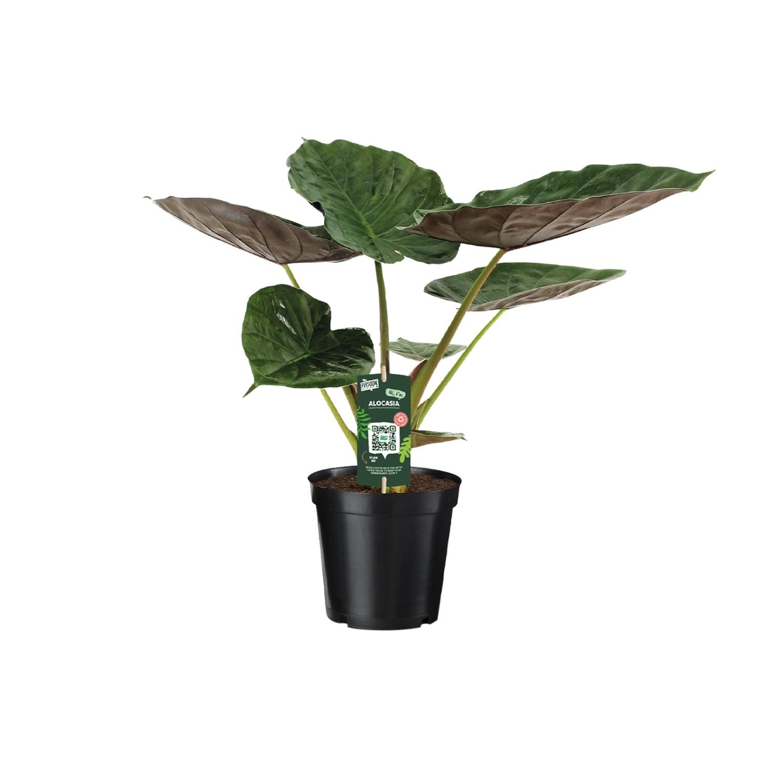 Alocasia Wentii - Olifantsoor (8720634284127)
