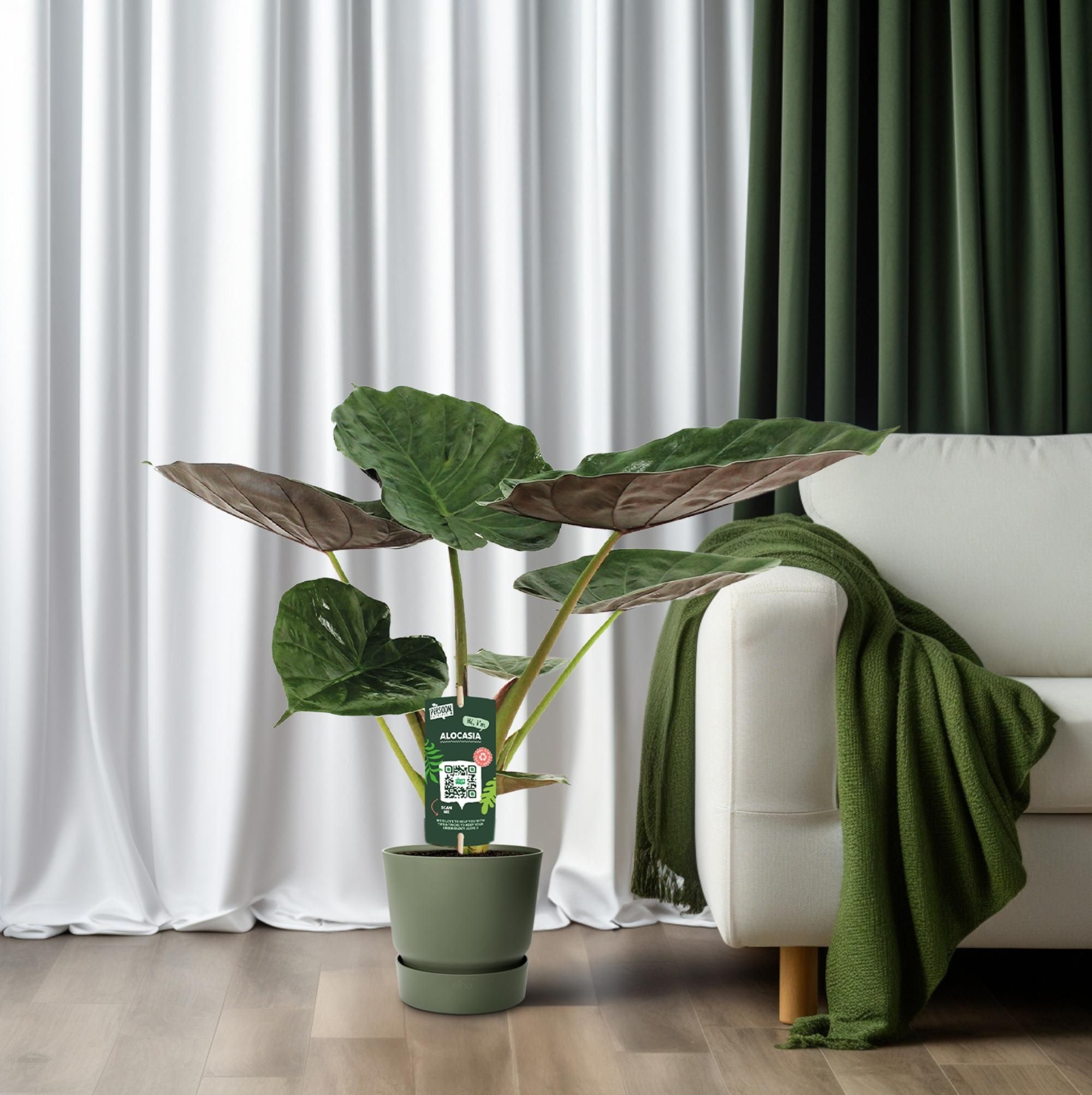 Alocasia Wentii - Olifantsoor (8720634284127)