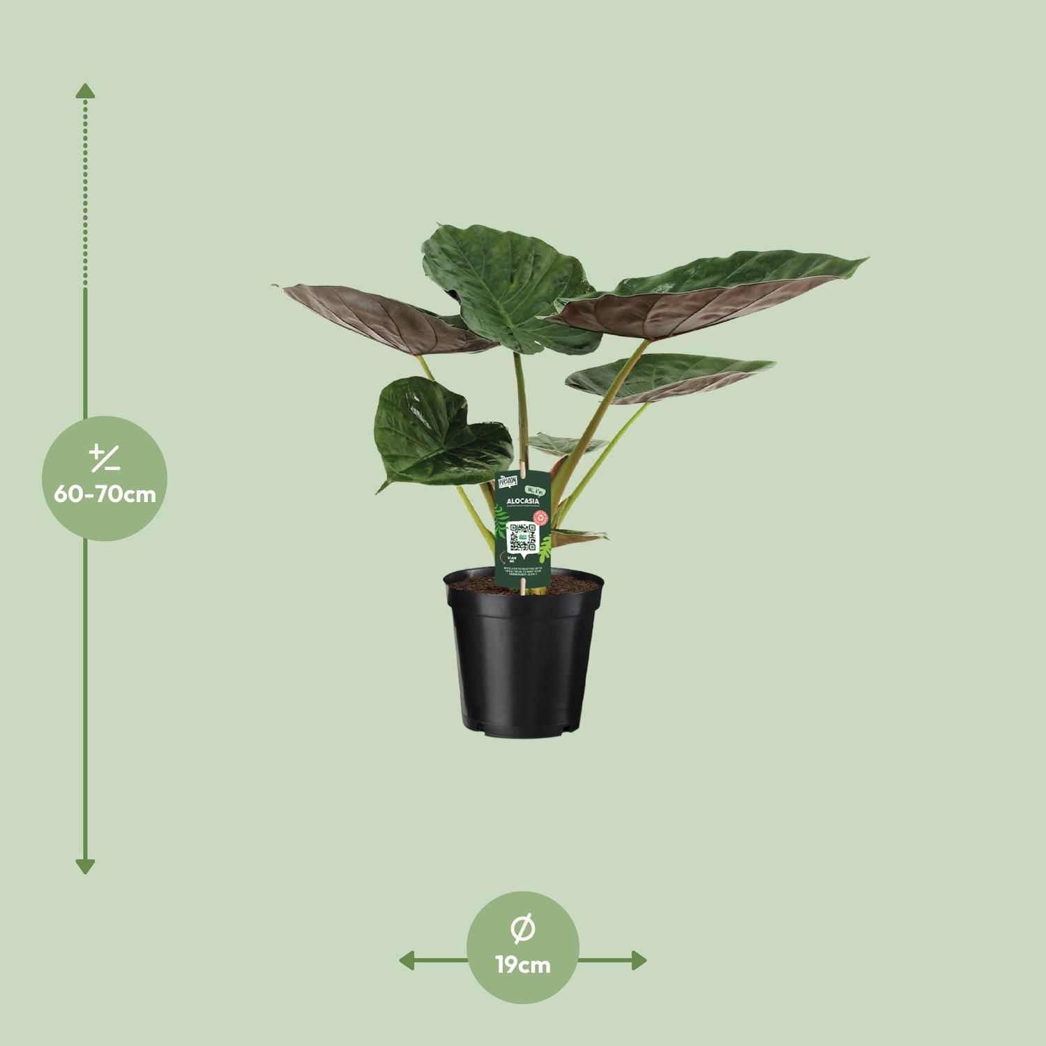 Alocasia Wentii - Olifantsoor (8720634284127)