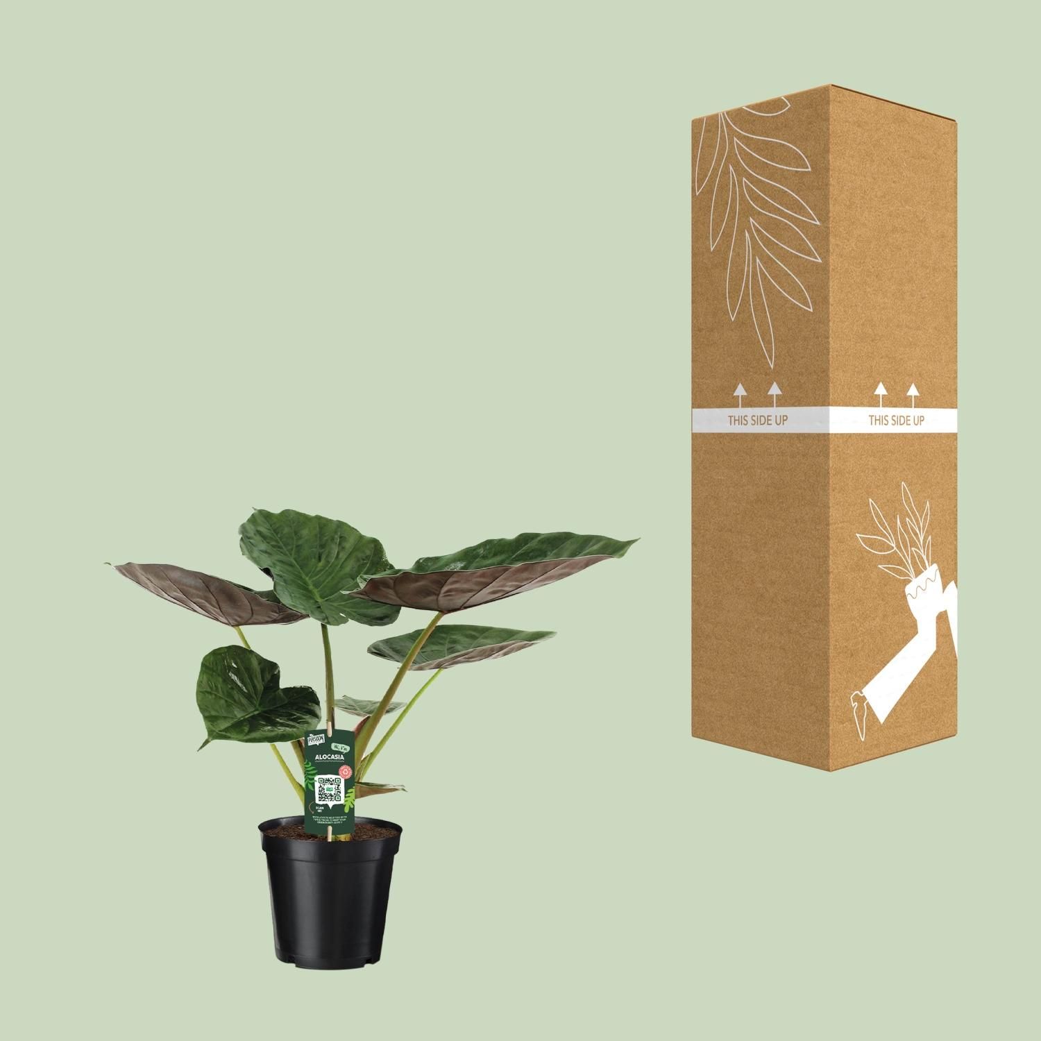 Alocasia Wentii - Olifantsoor (8720634284127)