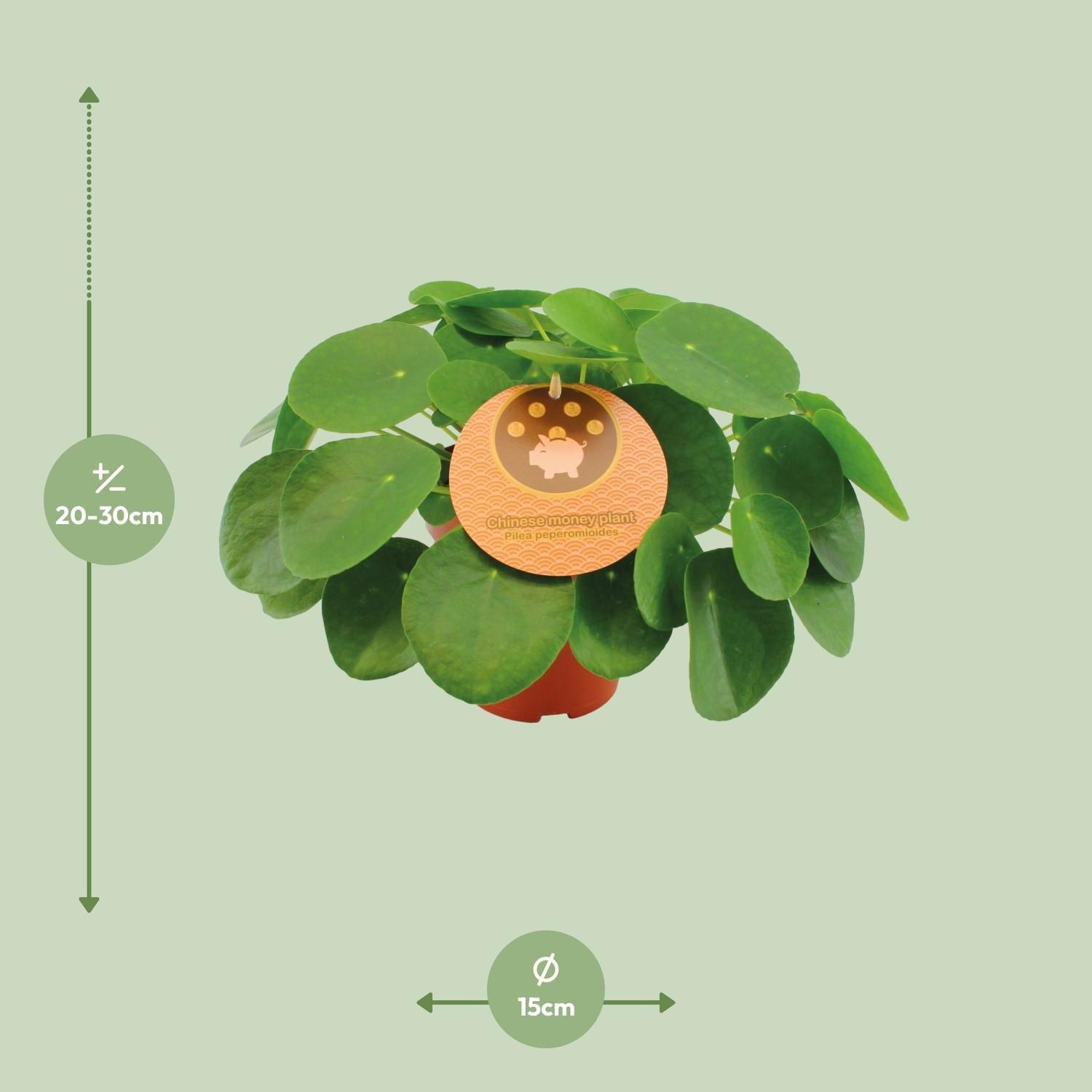Pilea Peperomioides (12996)