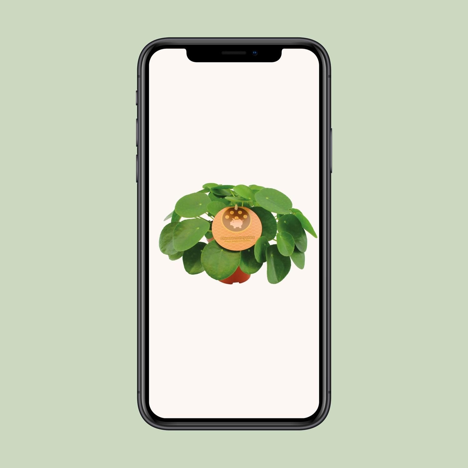 Pilea Peperomioides (12996)